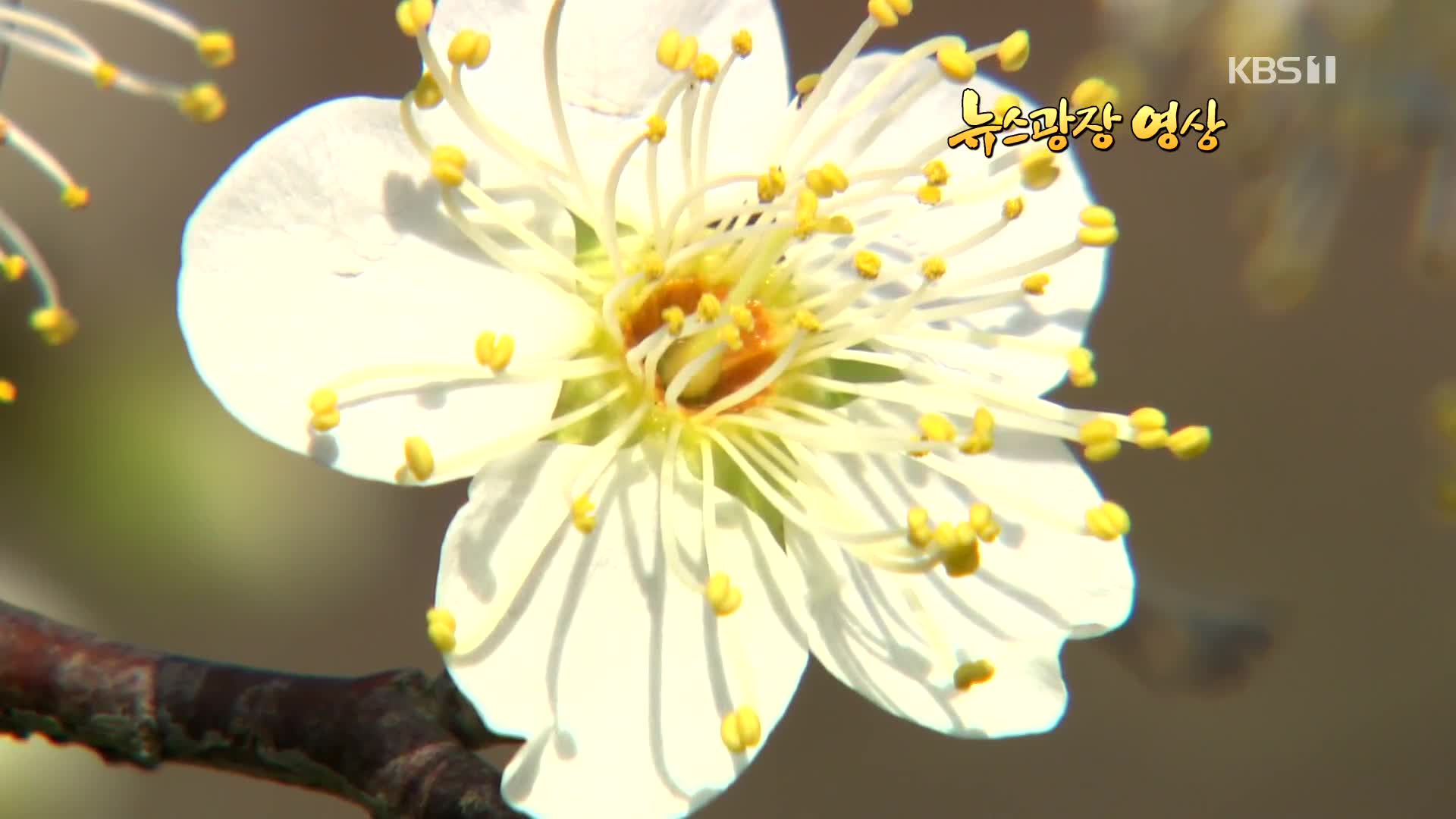 [뉴스광장 영상] 봄의 전령사 매화