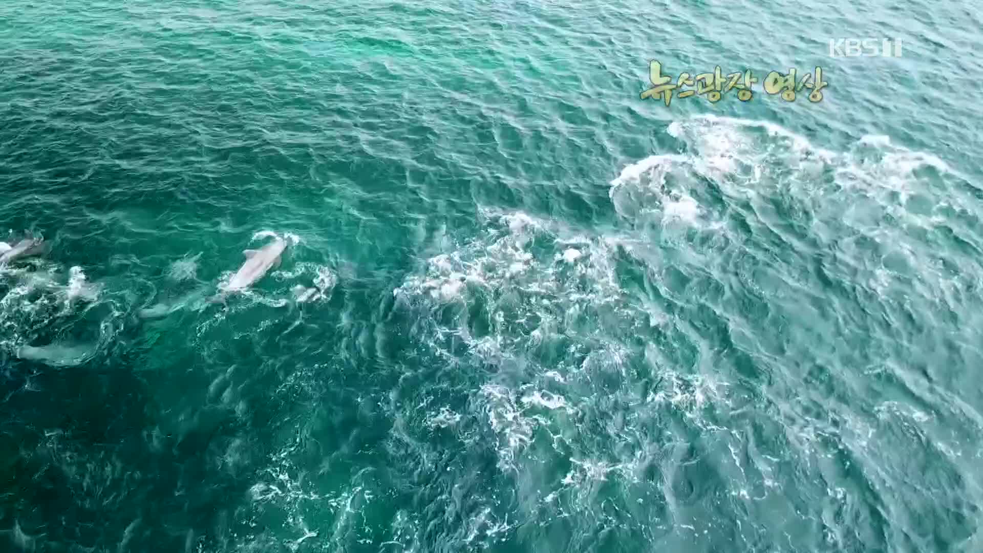 [뉴스광장 영상] 제주바다 누비는 돌고래 떼