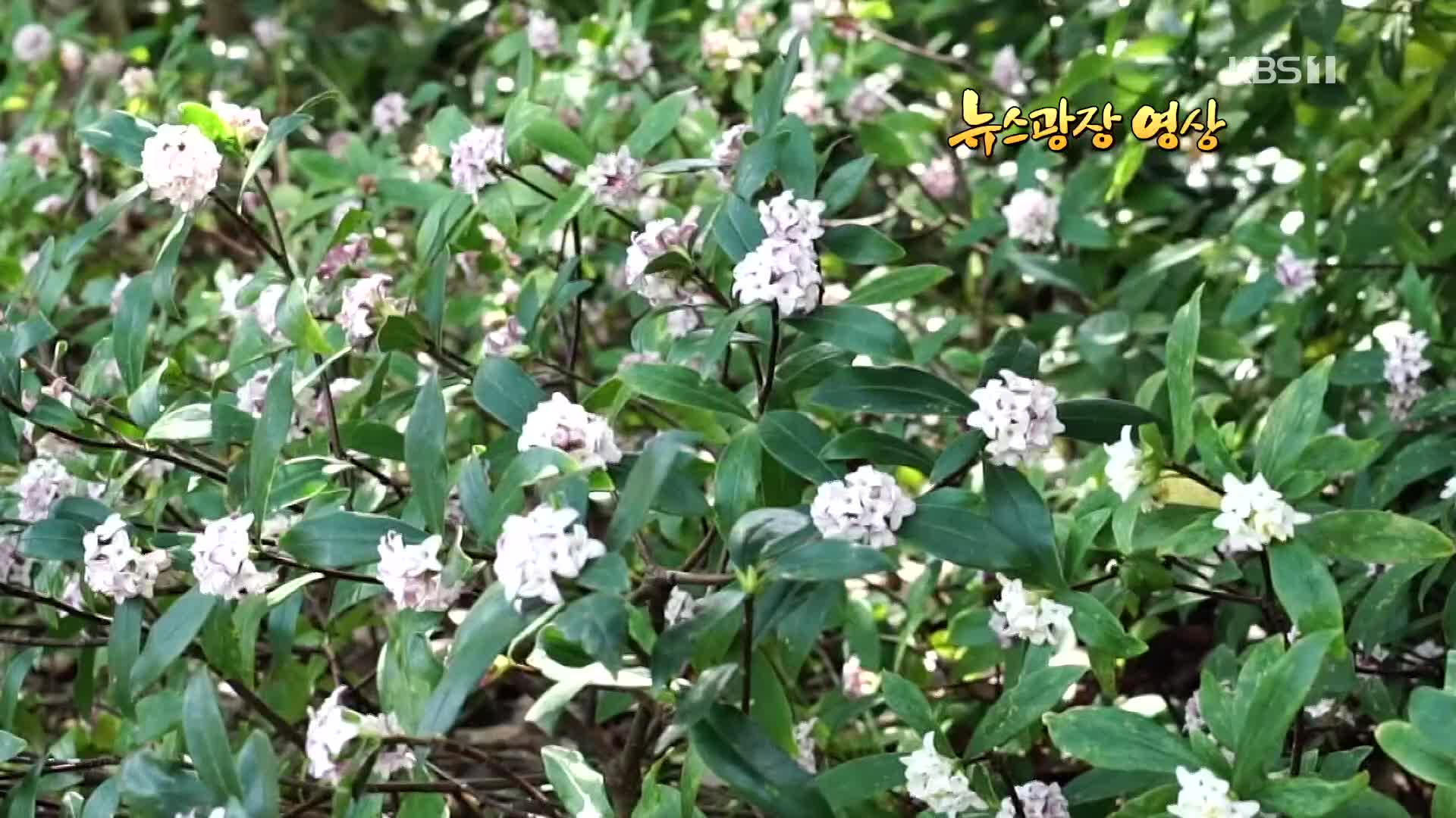 [뉴스광장 영상] 봄이 오는 장사도