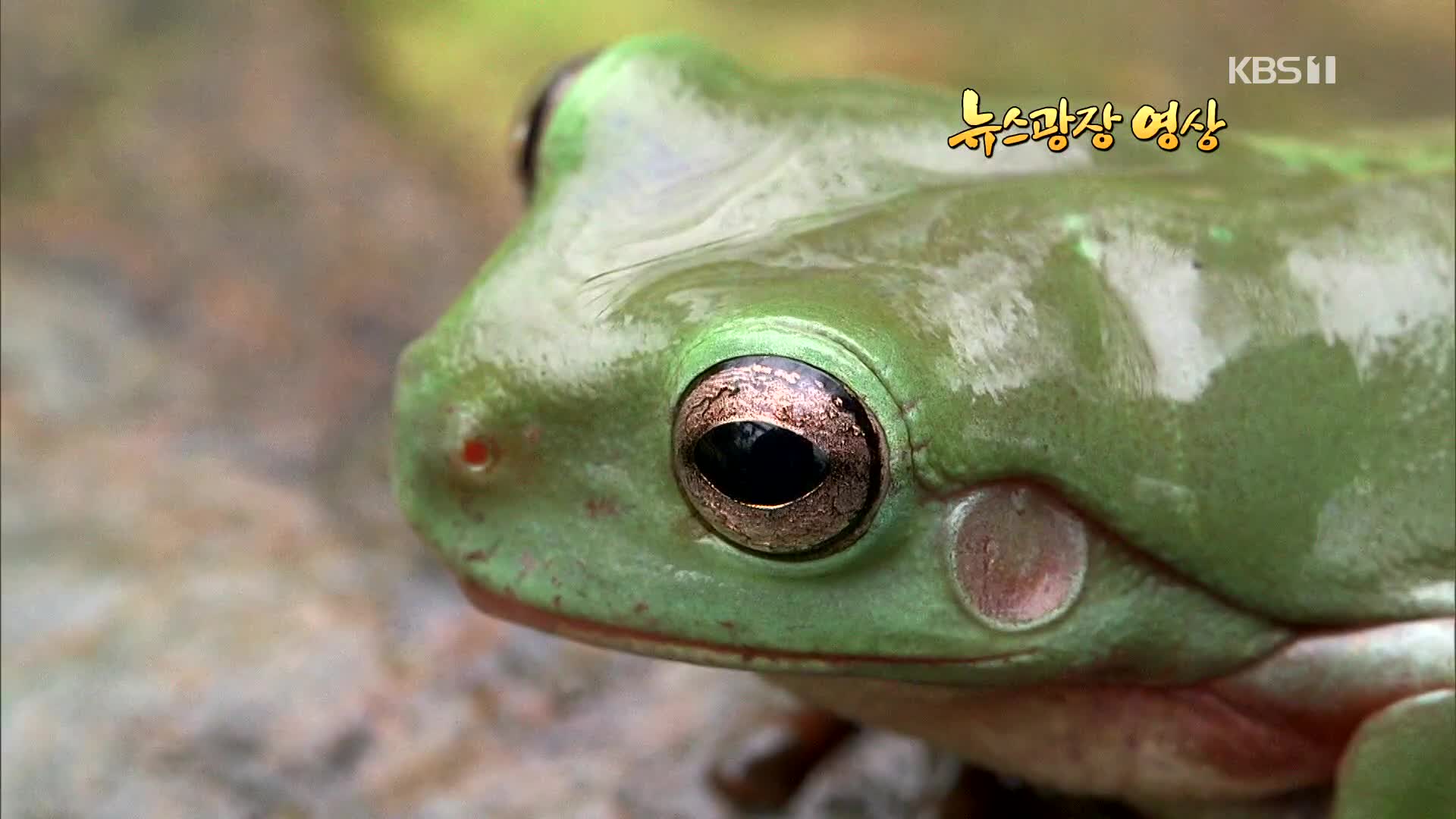[뉴스광장 영상] 개구리 점프하다