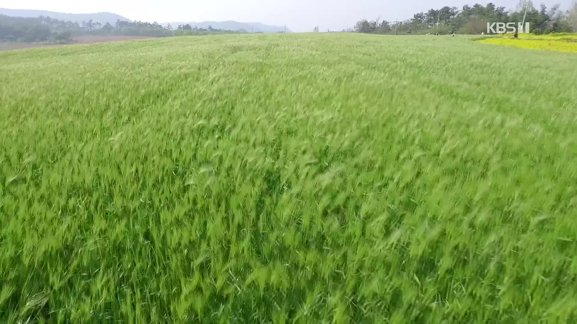 [뉴스광장 영상] 청보리밭