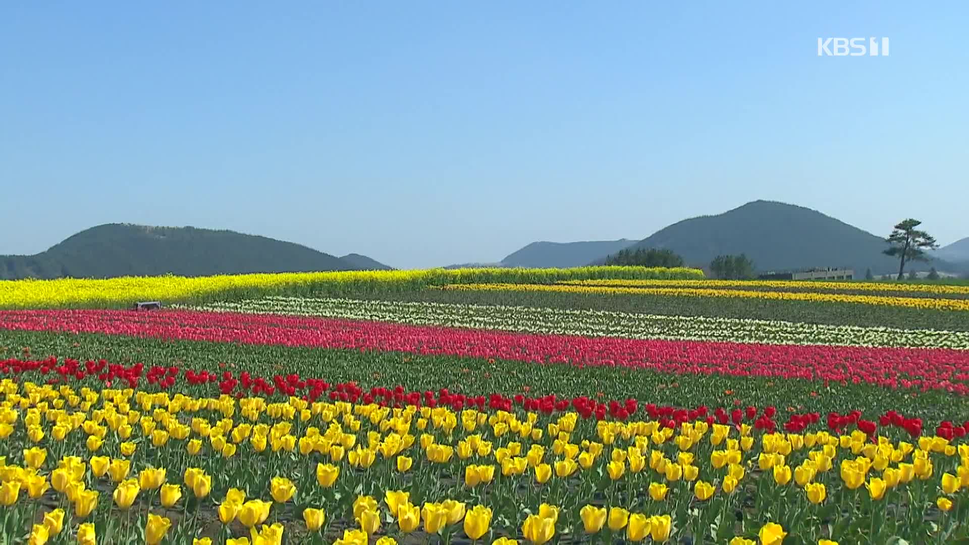 [뉴스광장 영상] 봄의 색채