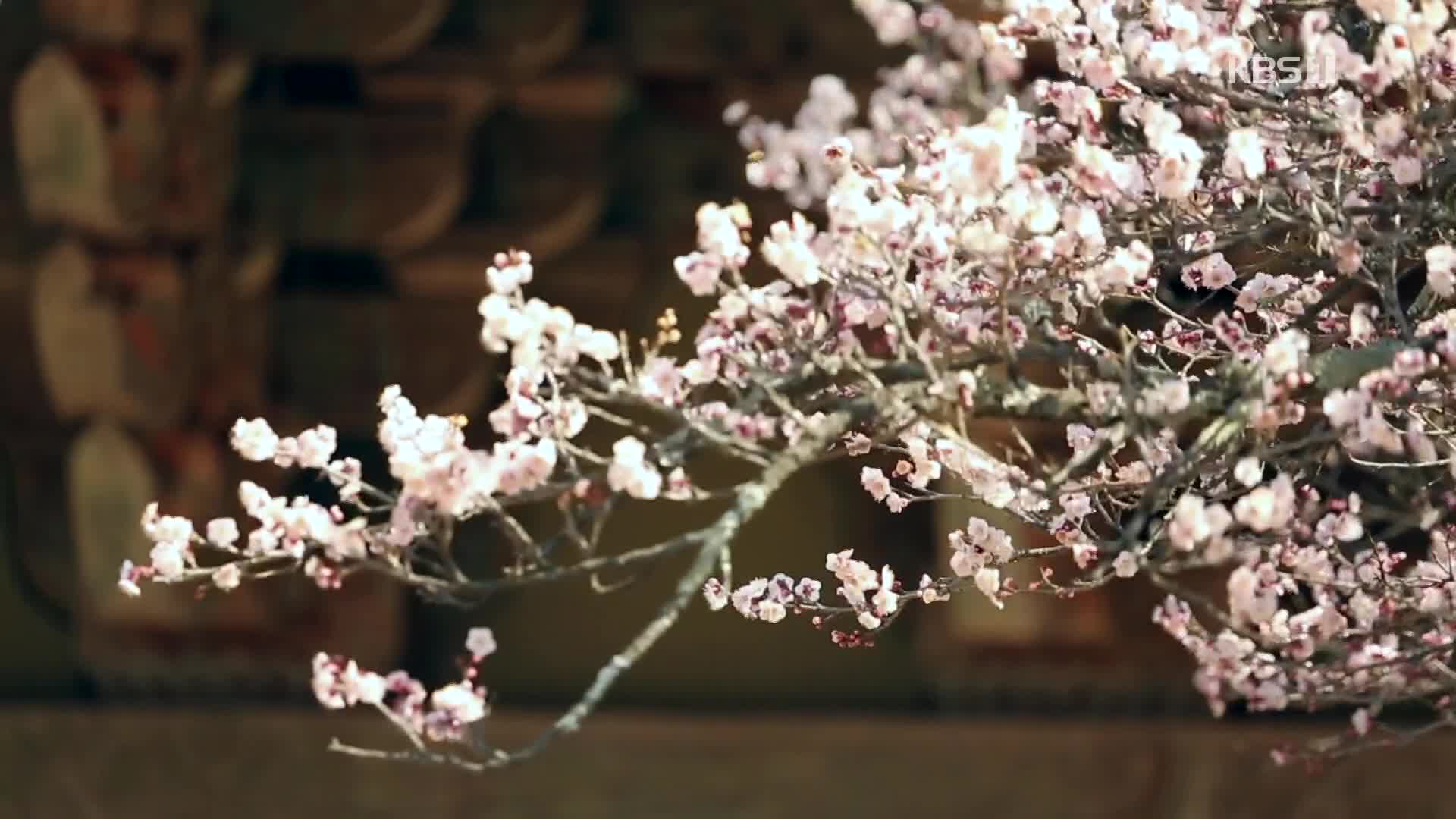 [뉴스광장 영상] 선암사의 봄