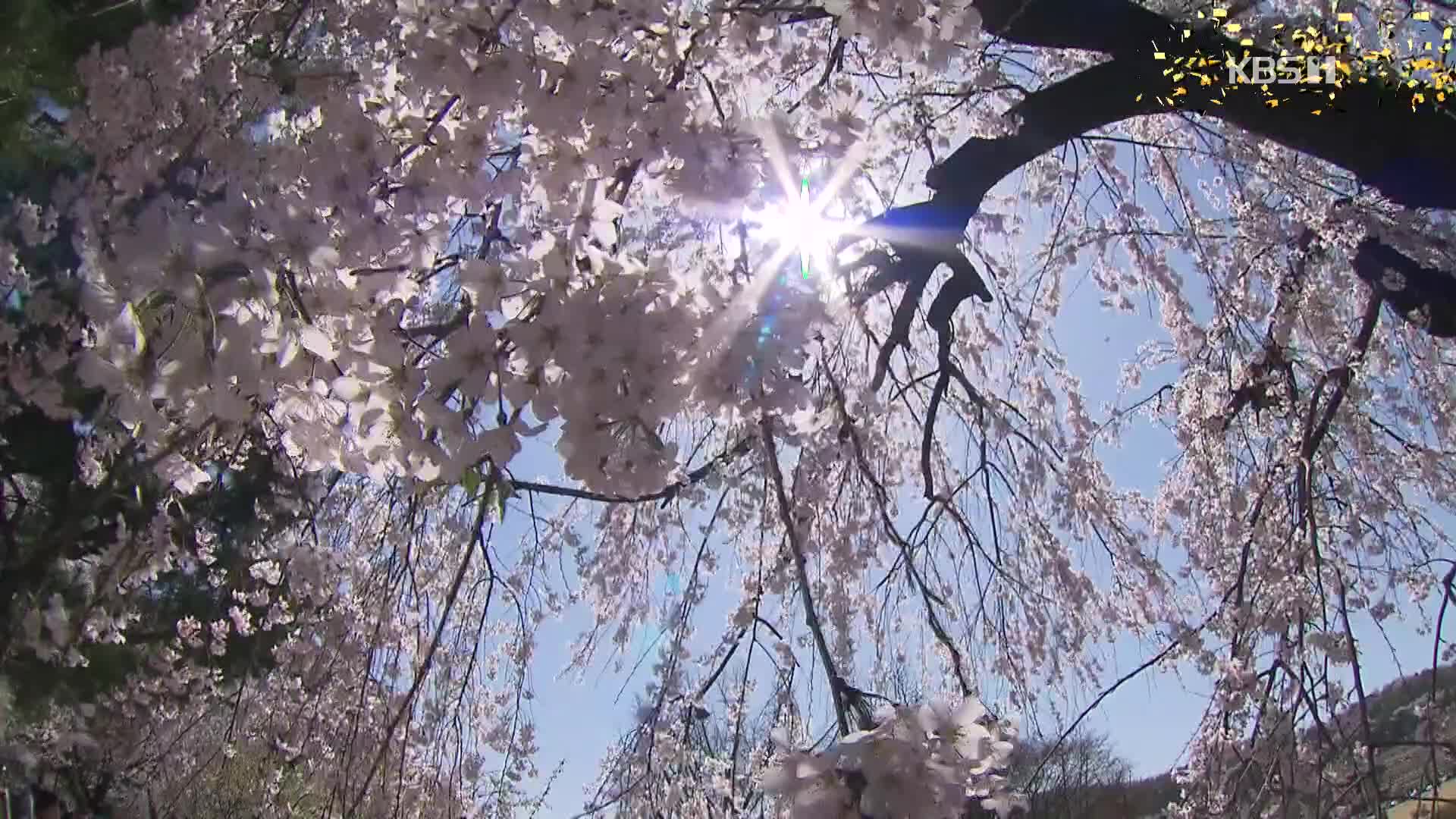 [뉴스광장 영상] 벚꽃 날리는
