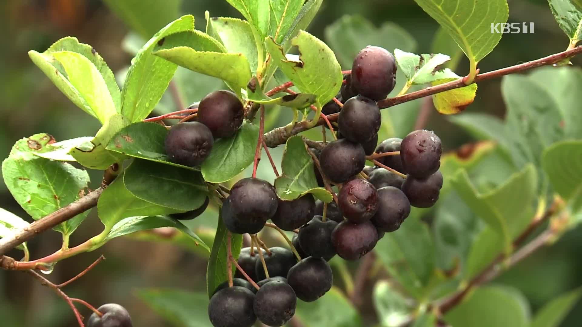 “수입 분말 탓에 아로니아 가격 폭락”…농민들, 2심도 패소