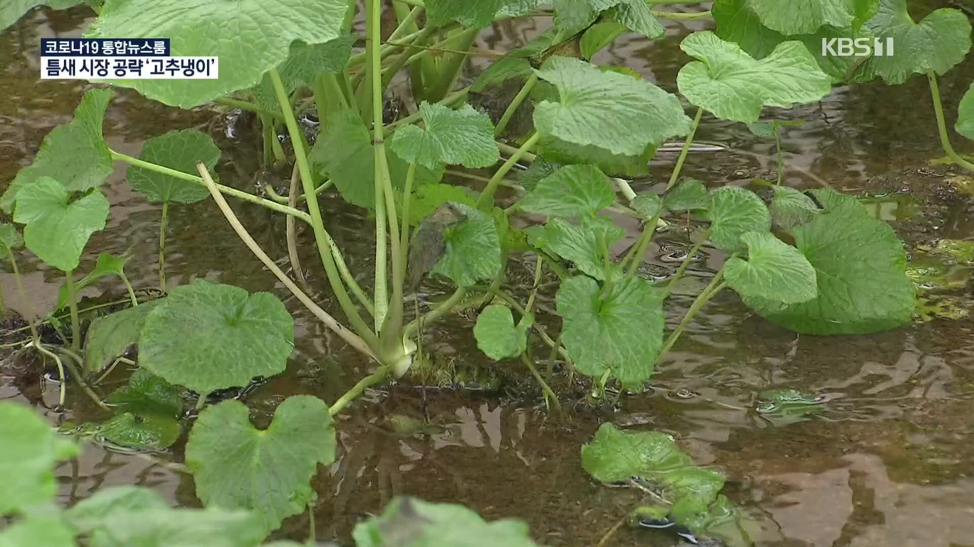 고추냉이 1번지 철원, 이젠 잎까지 생산…플라즈마 속성 재배도 시도