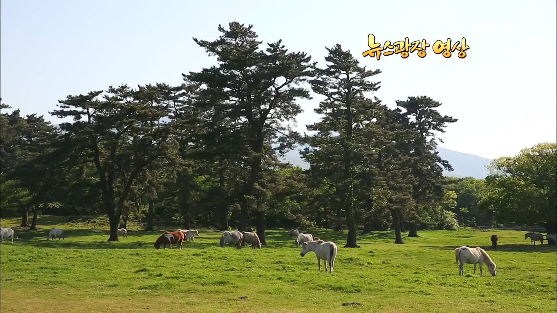 [뉴스광장 영상] 말들의 휴식