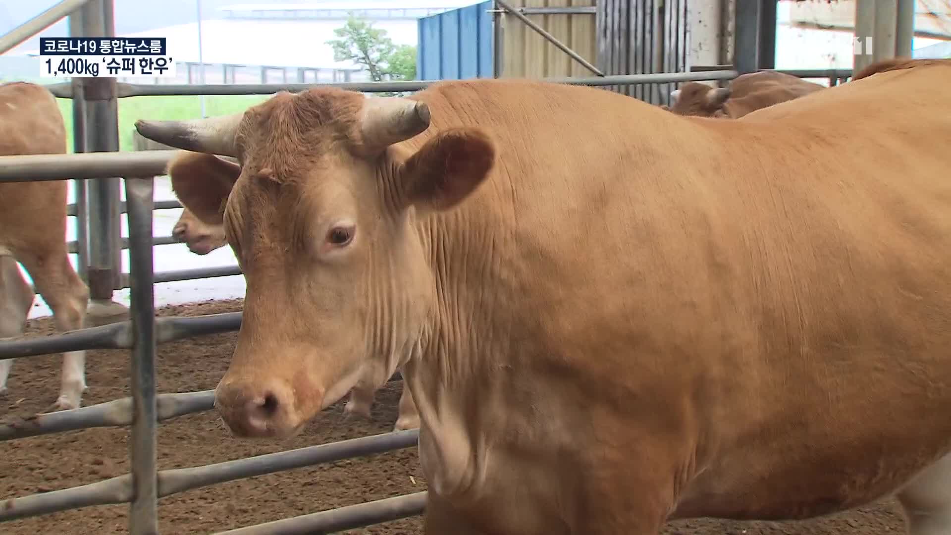 무게만 1,400kg…국내 최중량 한우 탄생