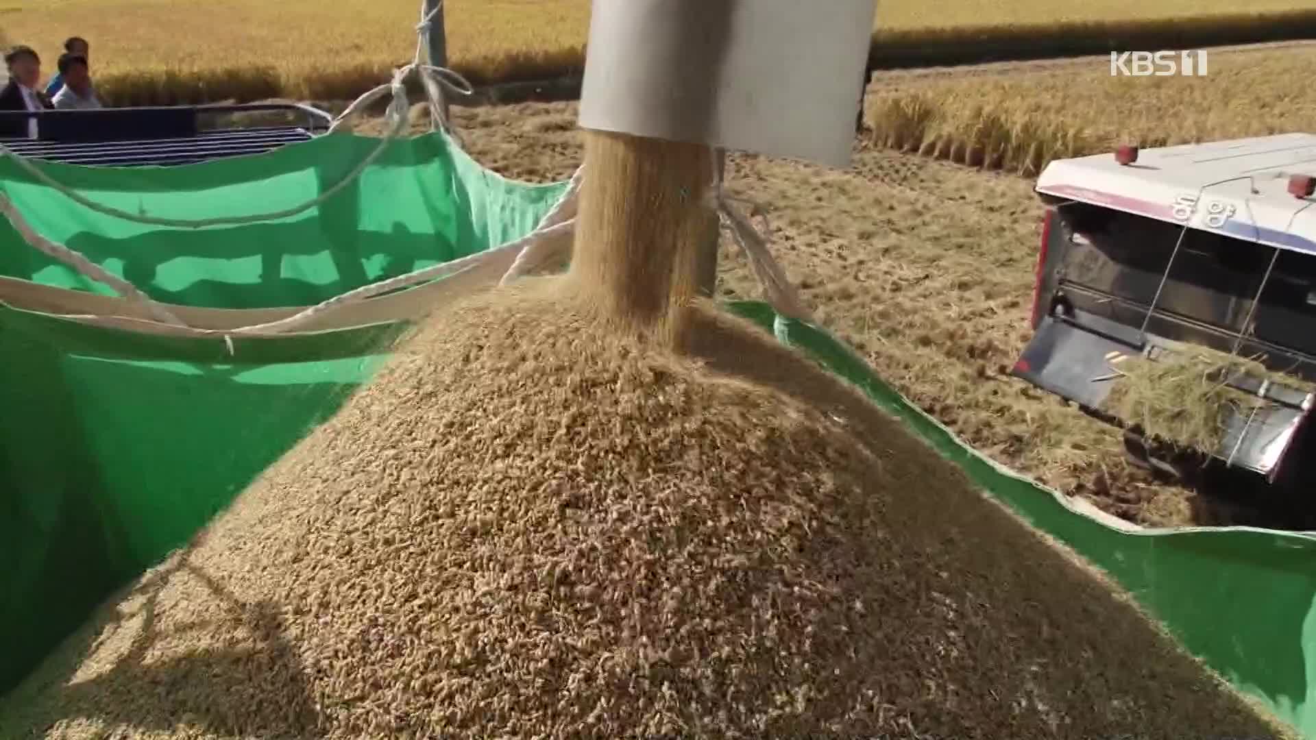 쌀값 1년 전보다 20%↑…벼 재배면적도 20년 만에 증가 전망