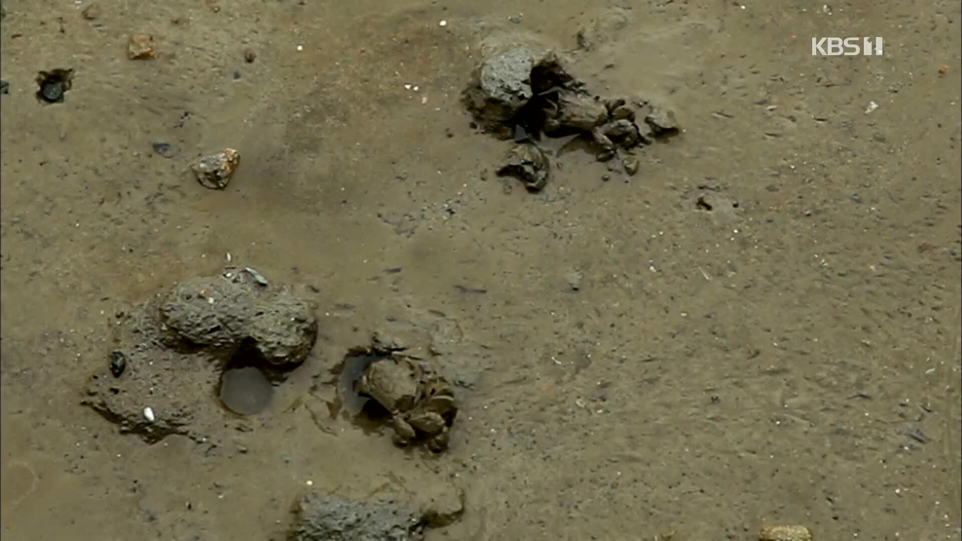 [뉴스광장 영상] 갯벌은 살아있다