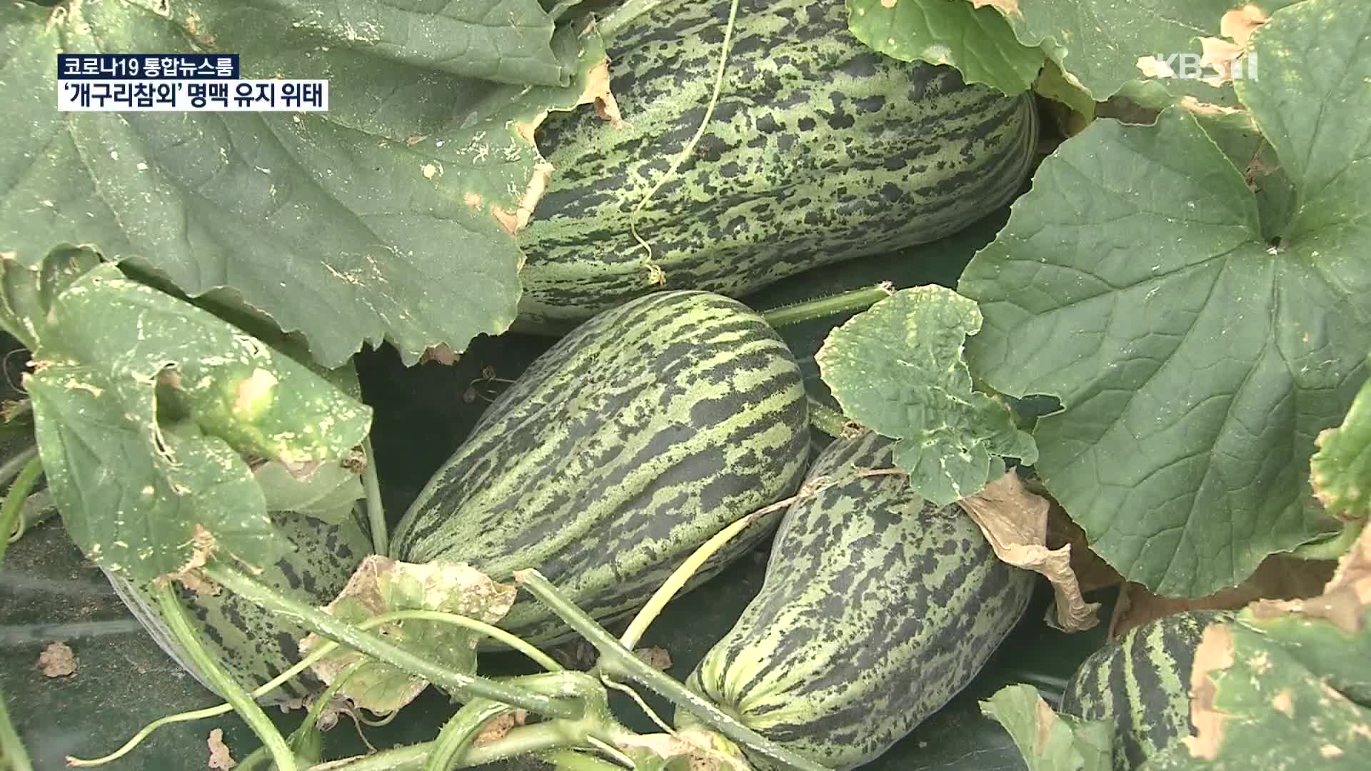 재배농가 1곳 ‘개구리참외’…명맥유지 ‘위태’