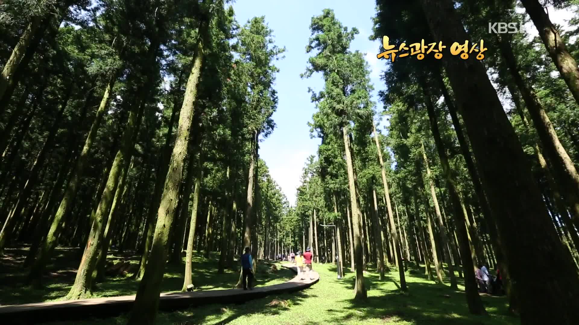[뉴스광장 영상] 절물자연휴양림