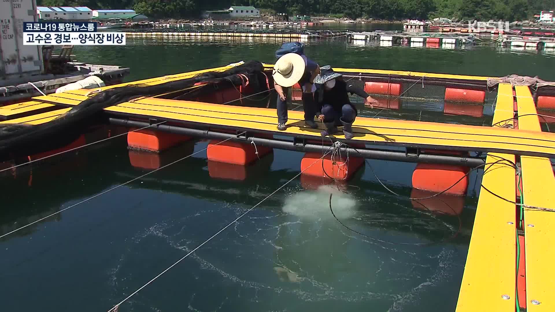 경남 남해안 3년 만에 ‘고수온 경보’…양식어가 비상