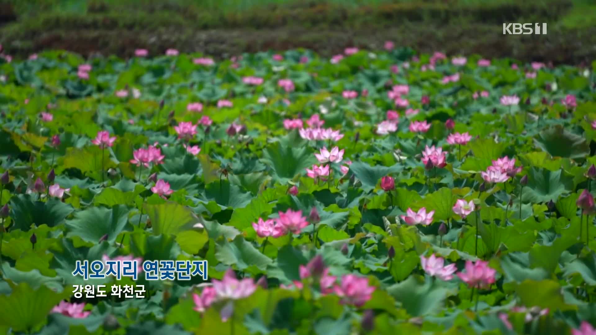 [뉴스광장 영상] 서오지리 연꽃단지