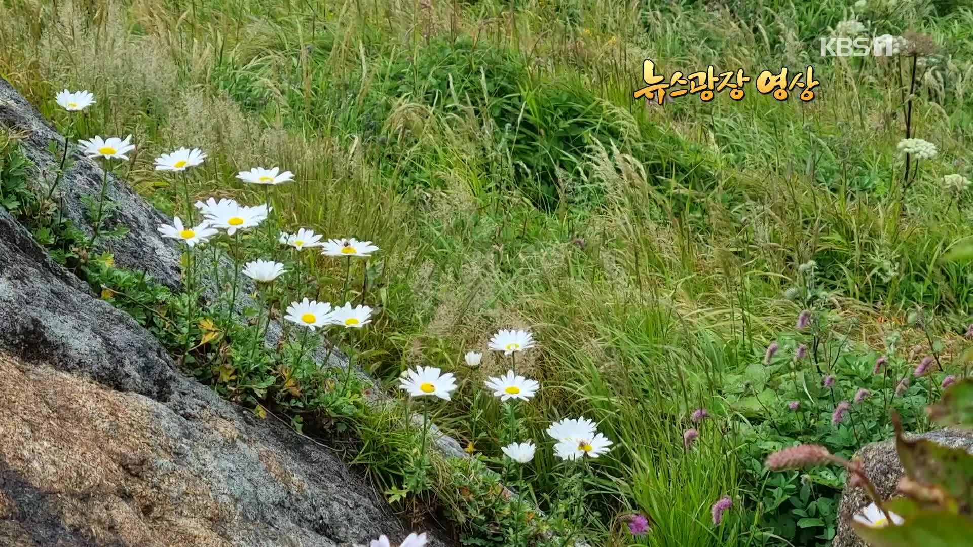 [뉴스광장 영상] 지리산 구절초