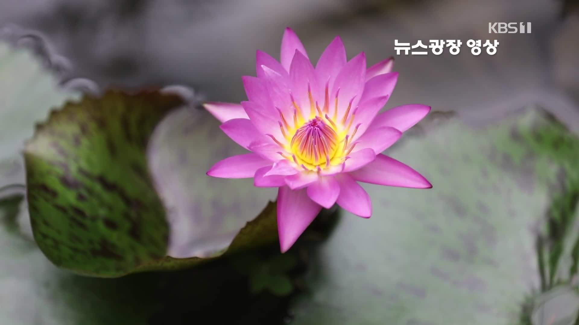 [뉴스광장 영상] 서울식물원