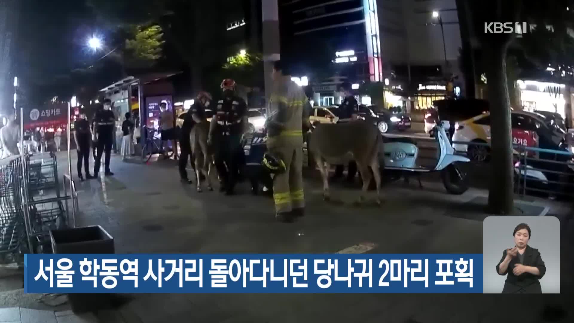 서울 학동역 사거리 돌아다니던 당나귀 2마리 포획