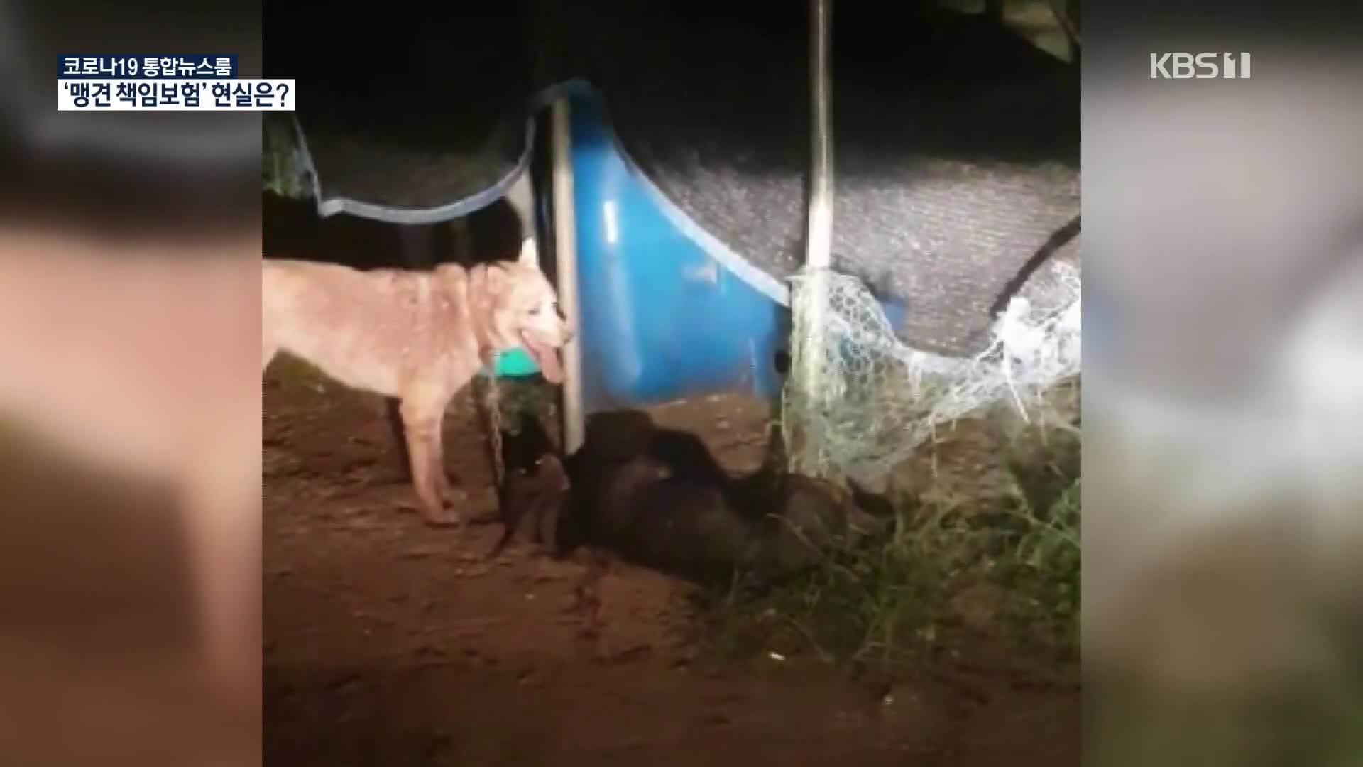 묶여 있는 개 물어 죽여…‘맹견 책임보험’ 무용지물