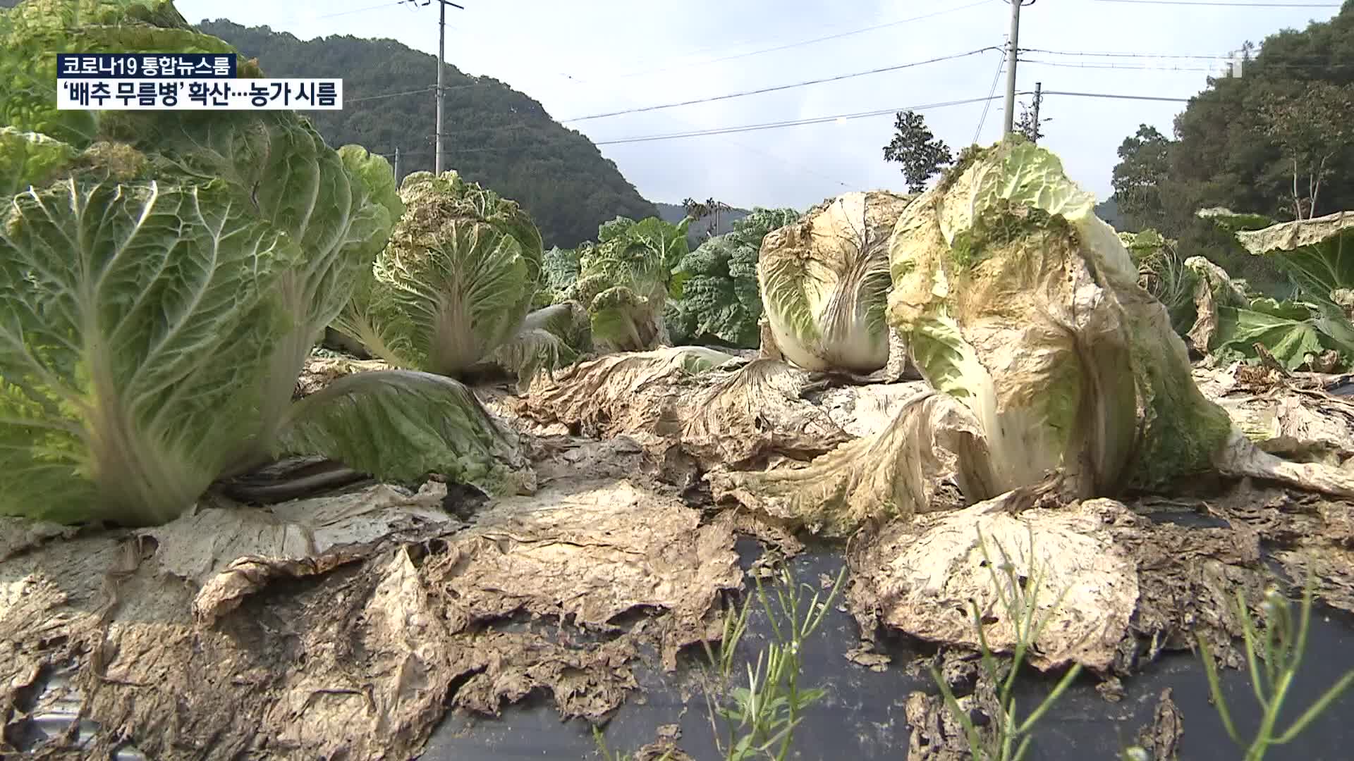 ‘배추 무름병’ 확산…김장철 수급 차질 ‘우려’