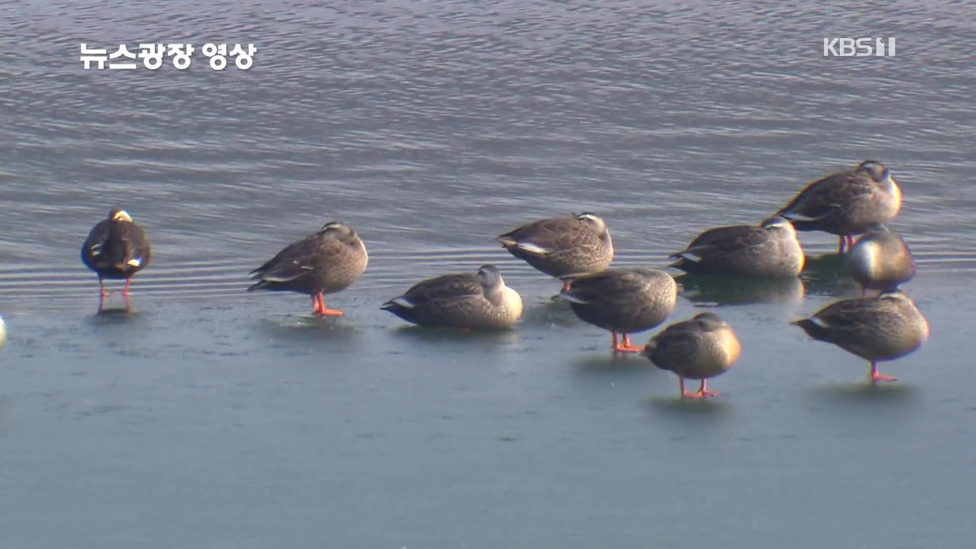 [뉴스광장 영상] 철새 겨울나기