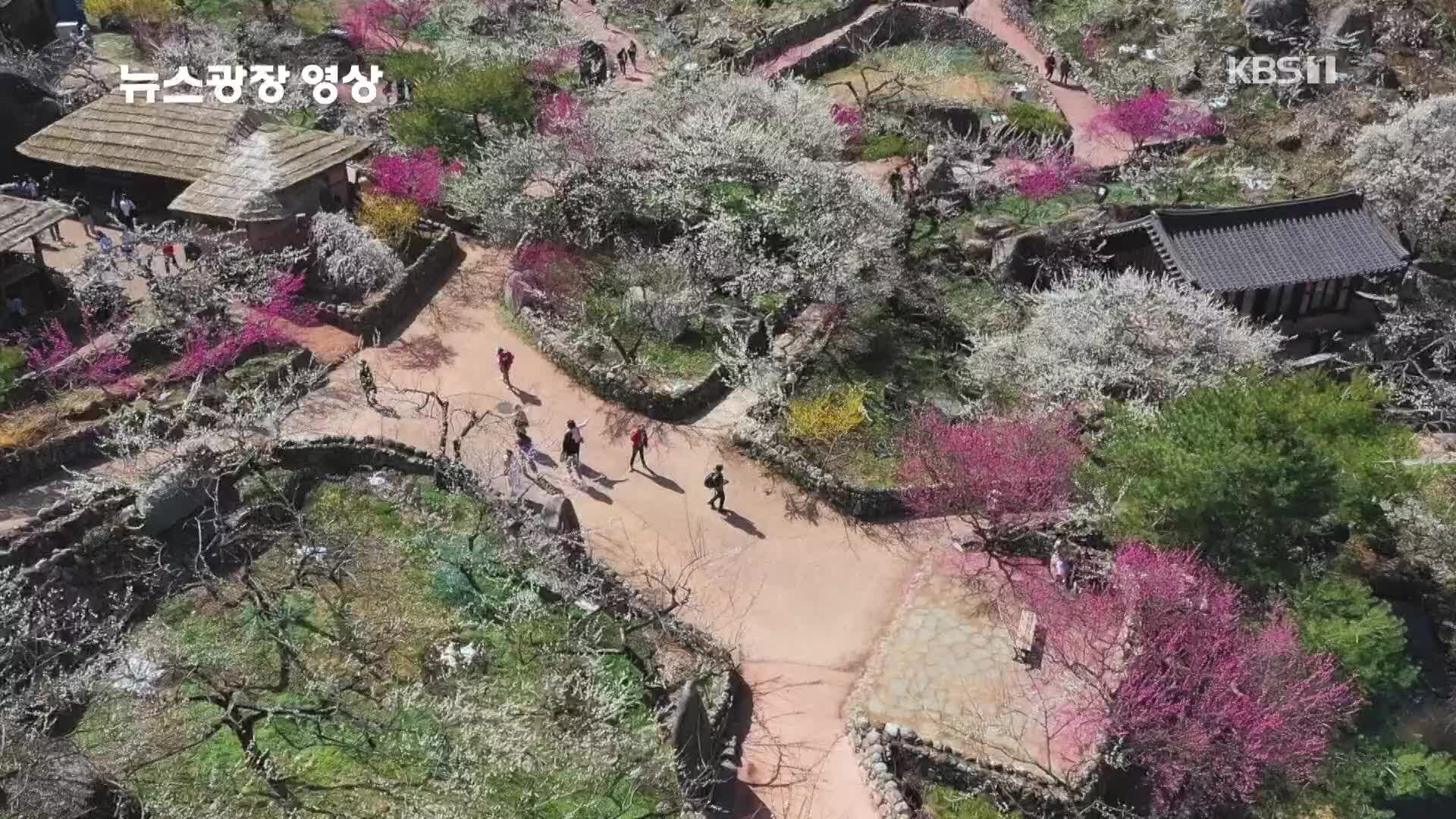 [뉴스광장 영상] 매화마을