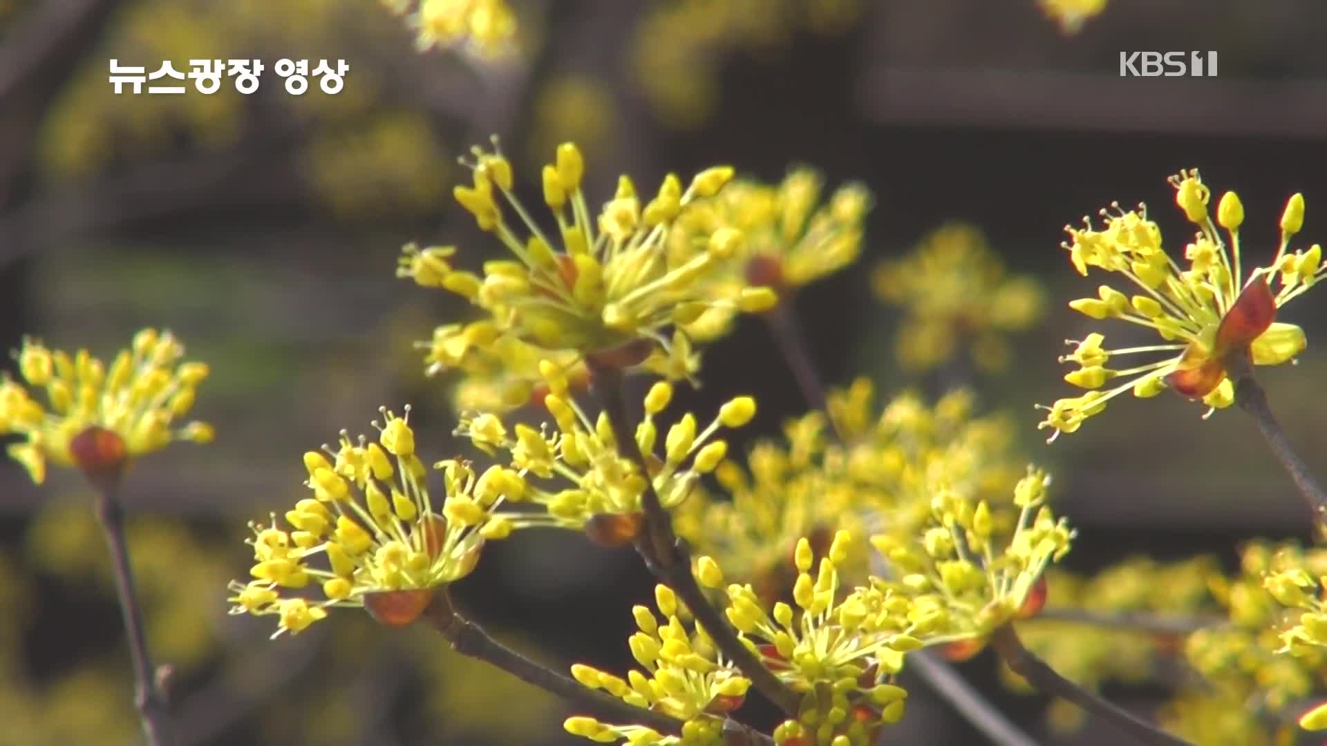 [뉴스광장 영상] 산수유꽃