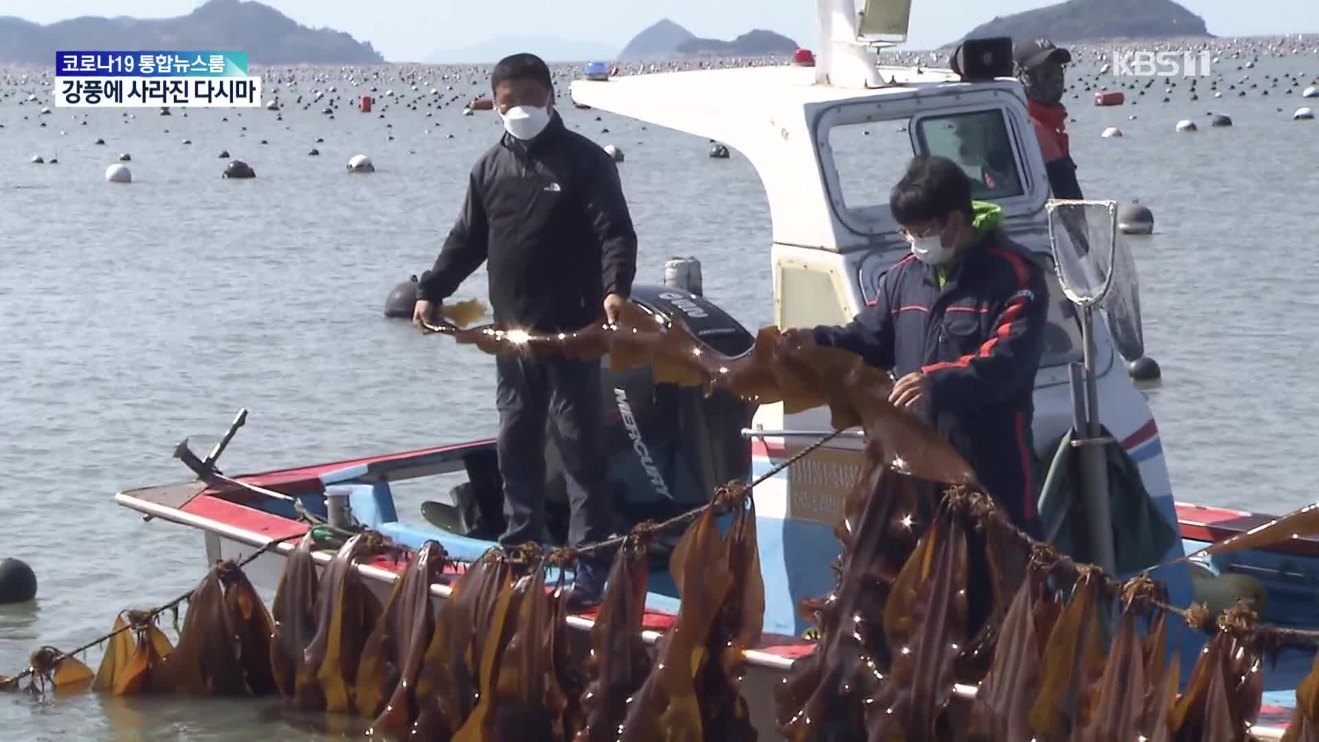강풍에 다시마는 없고 밧줄만…어민 시름