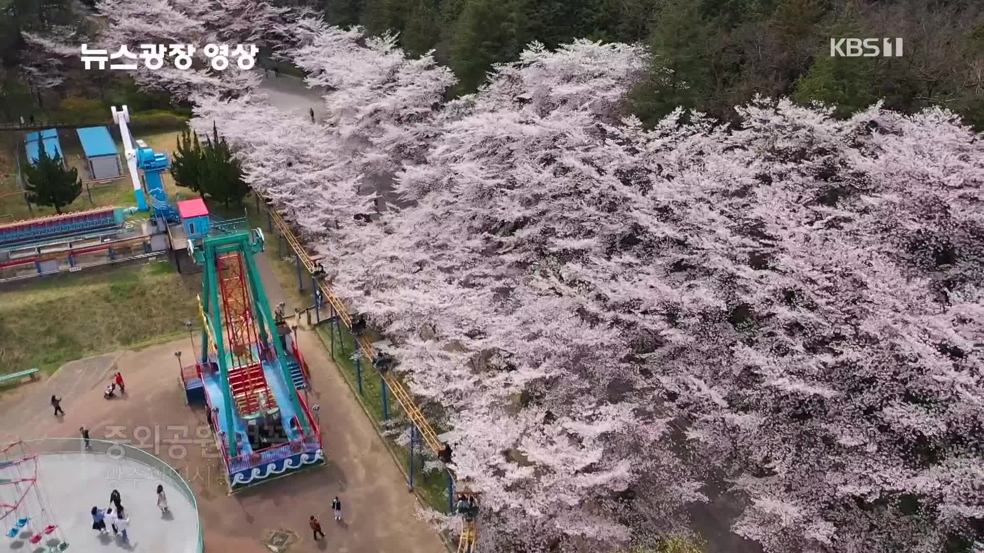 [뉴스광장 영상] 중외공원 벚꽃길