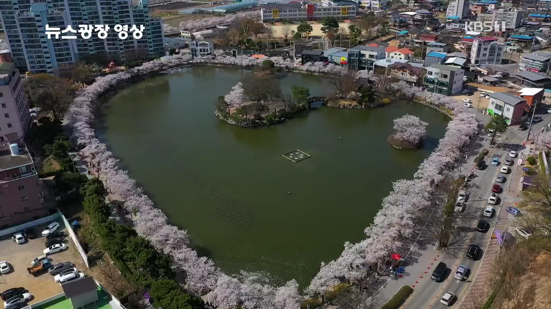 [뉴스광장 영상] 연화지 벚꽃