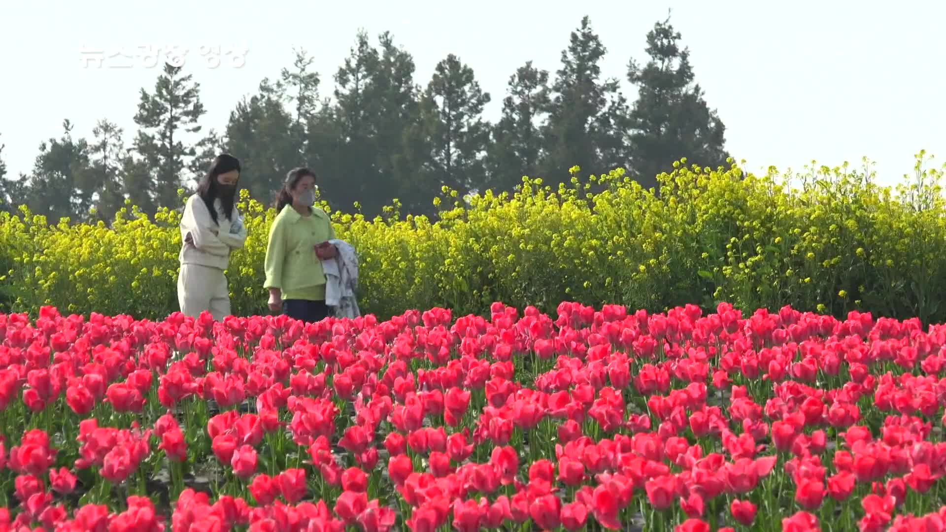 [뉴스광장 영상] 보롬왓 튤립