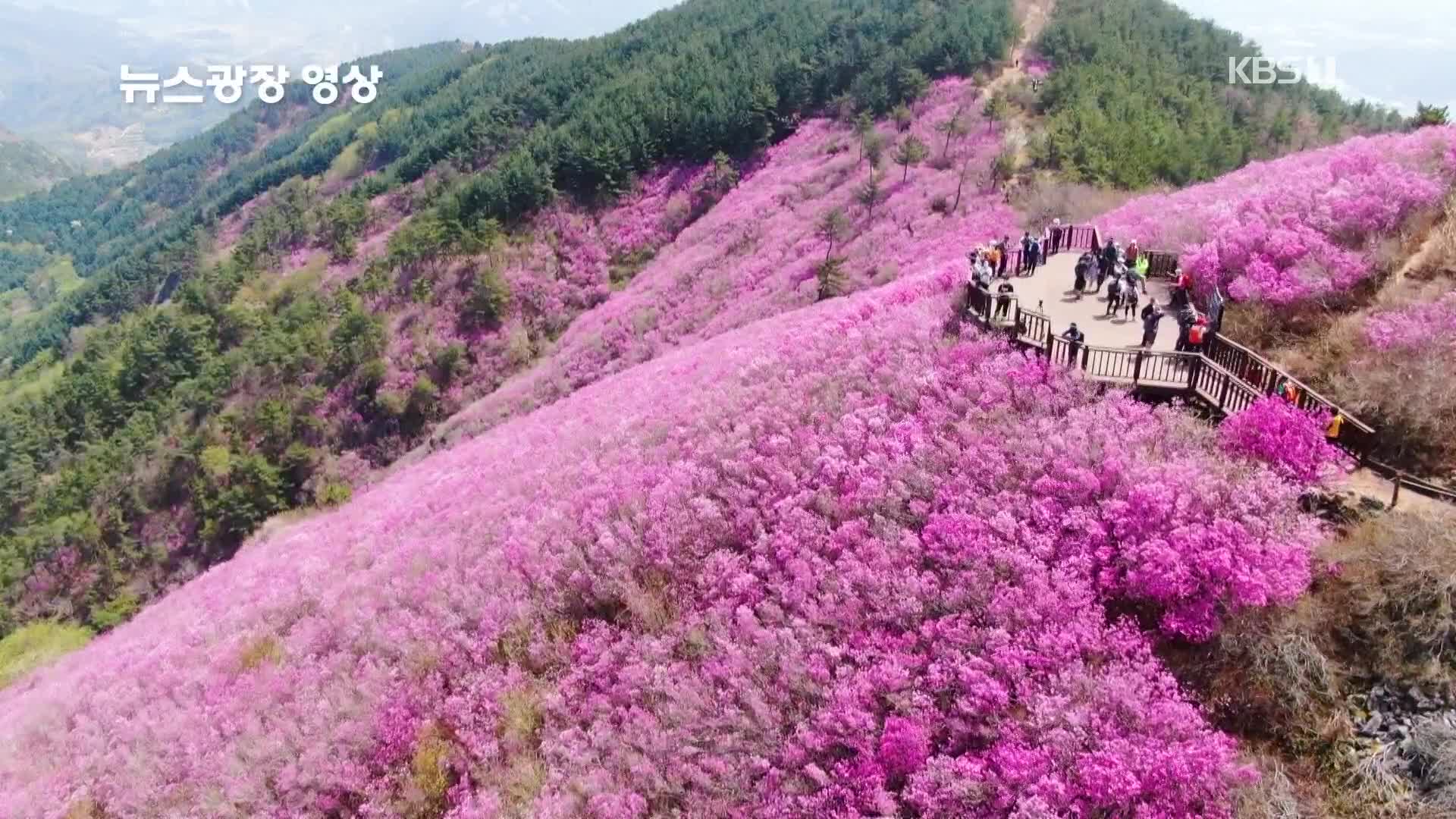 [뉴스광장 영상] 천주산 진달래