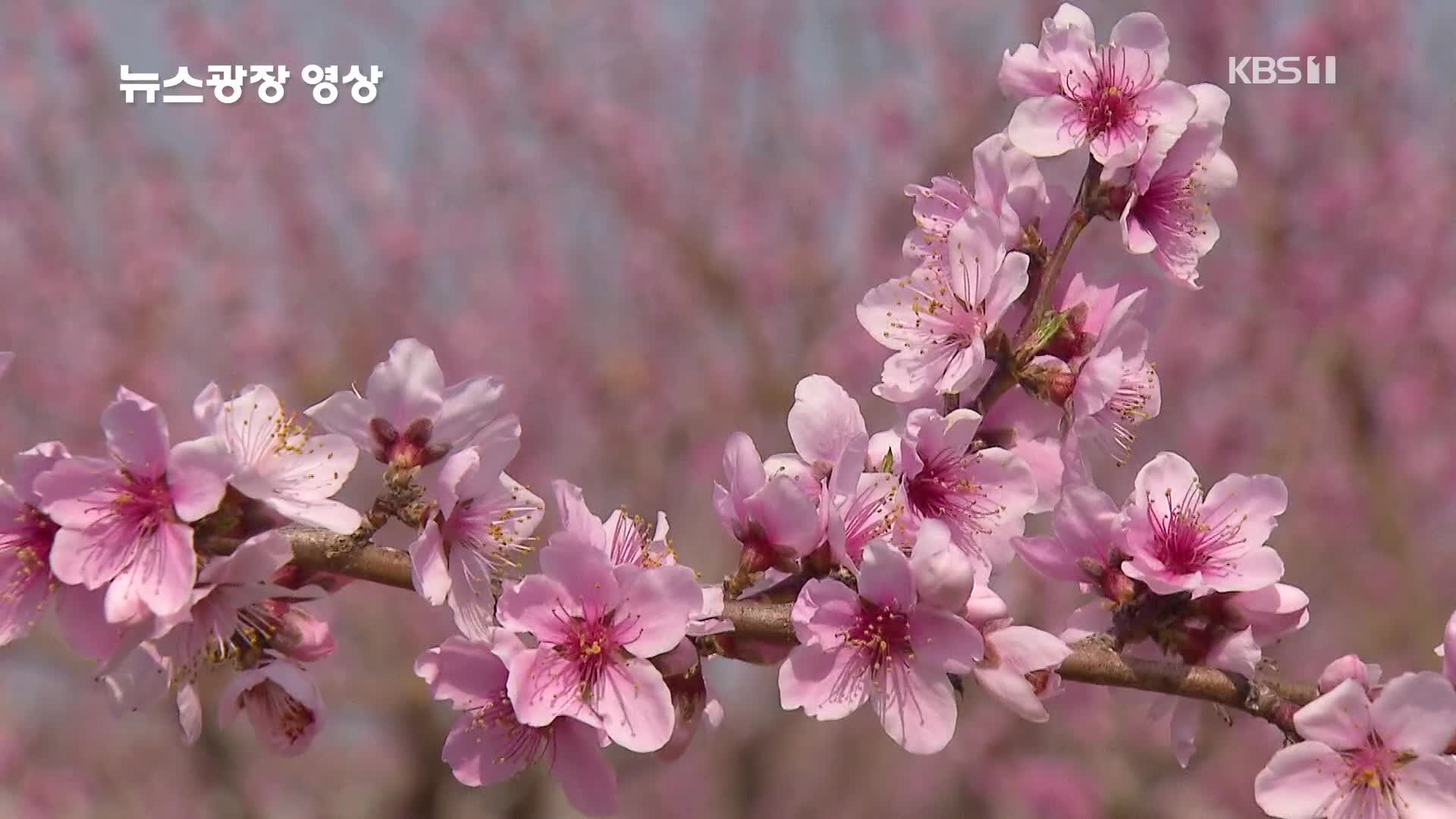 [뉴스광장 영상] 복숭아꽃