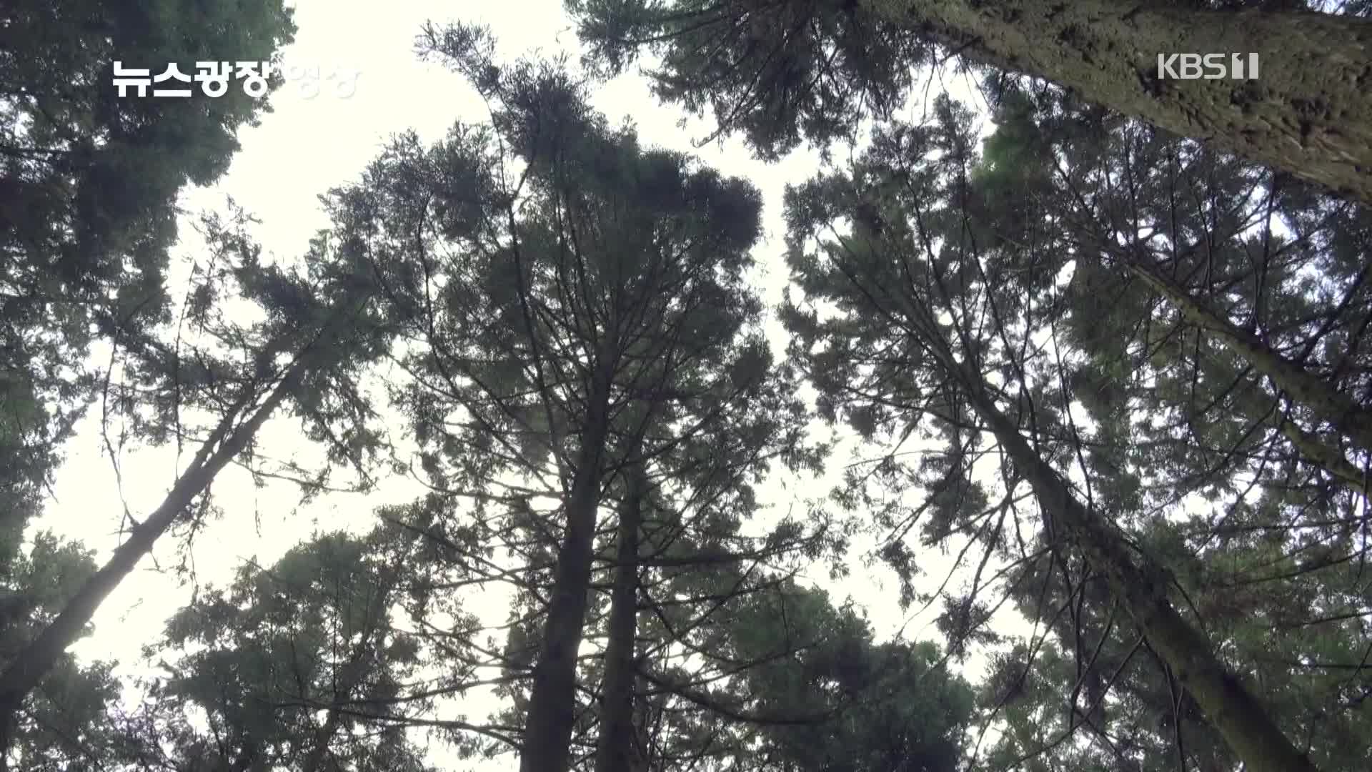 [뉴스광장 영상] 사려니숲길