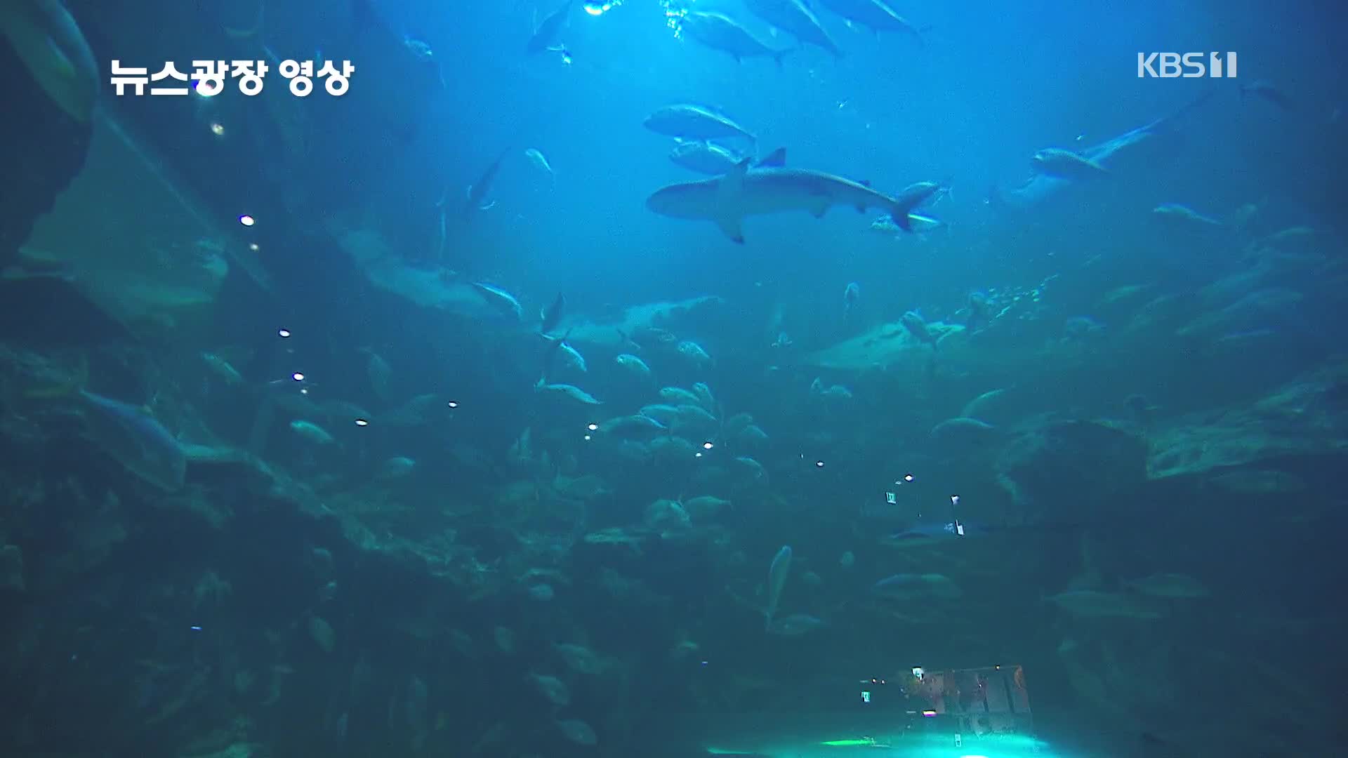 [뉴스광장 영상] 물고기들의 유영