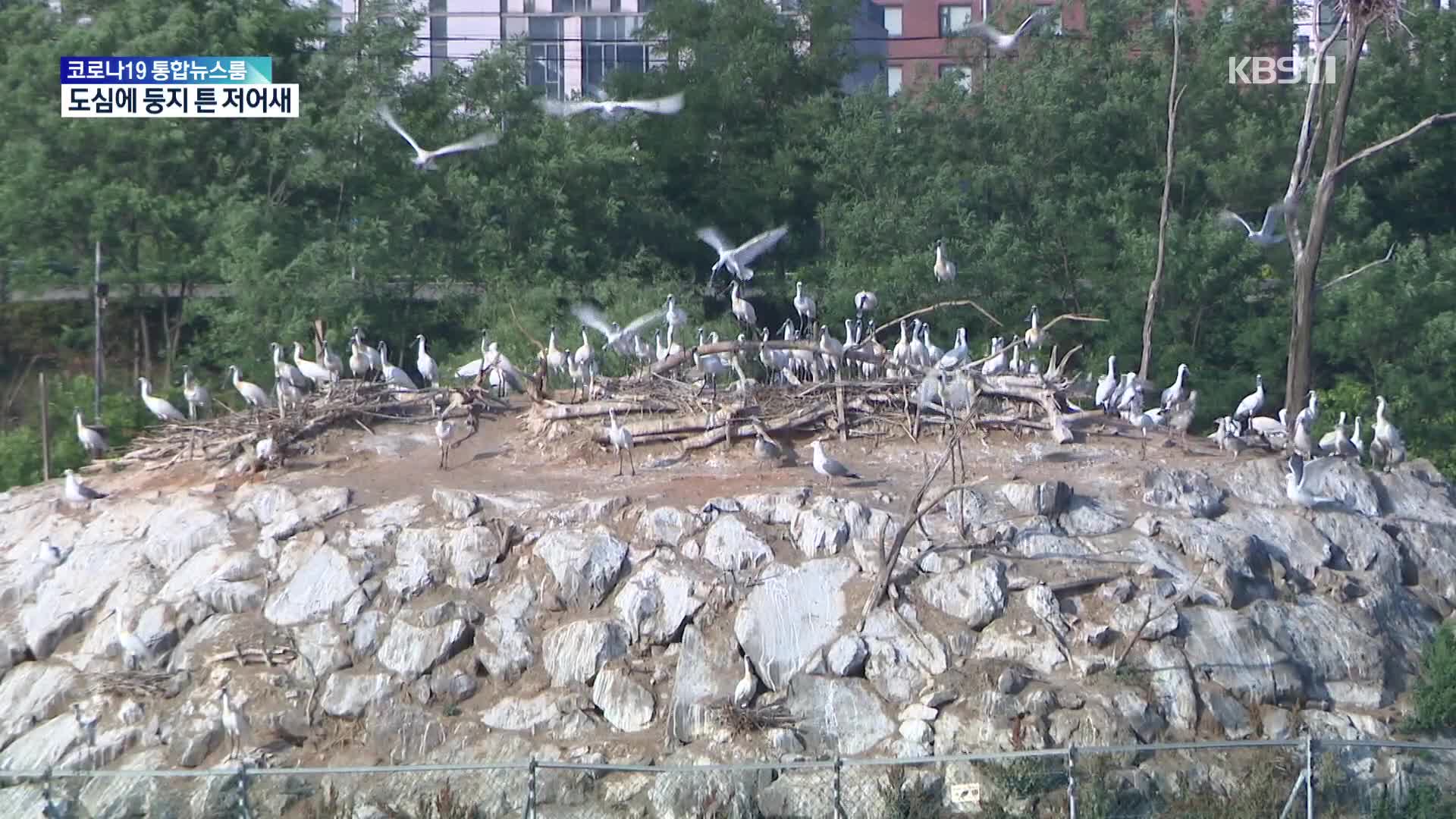 멸종위기 ‘저어새’ 도심 속 둥지…서식지보호운동 확산