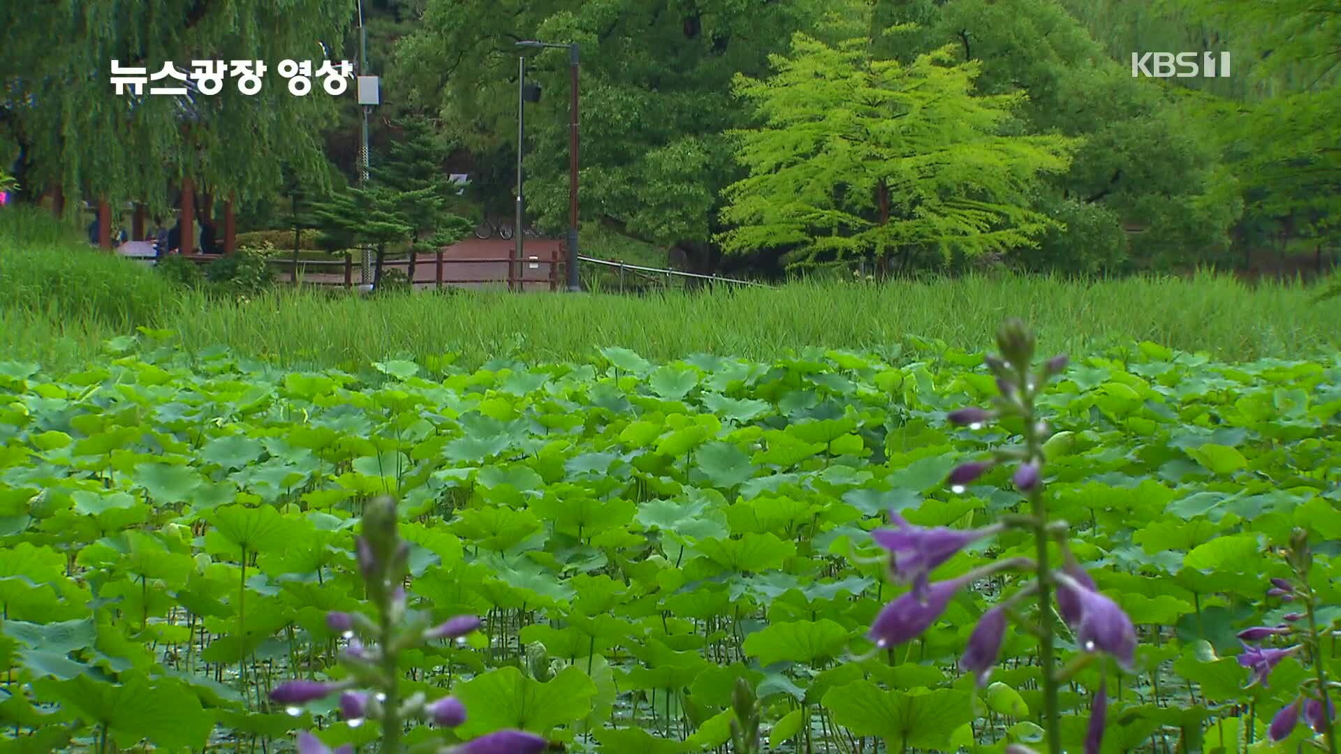 [뉴스광장 영상] 보라매 공원