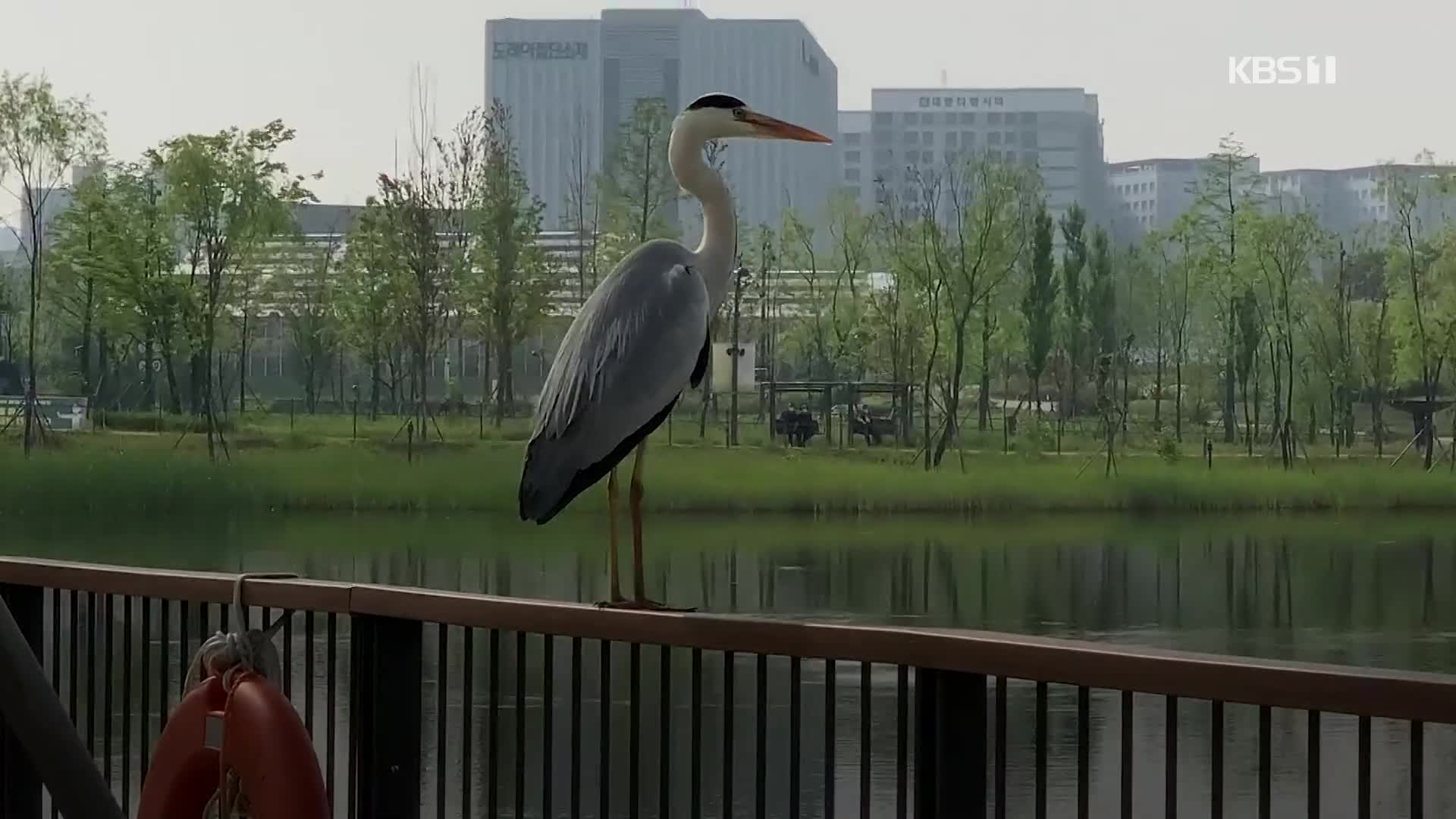 [크랩] 열대지방 새들 우리나라로 이사 오는 중