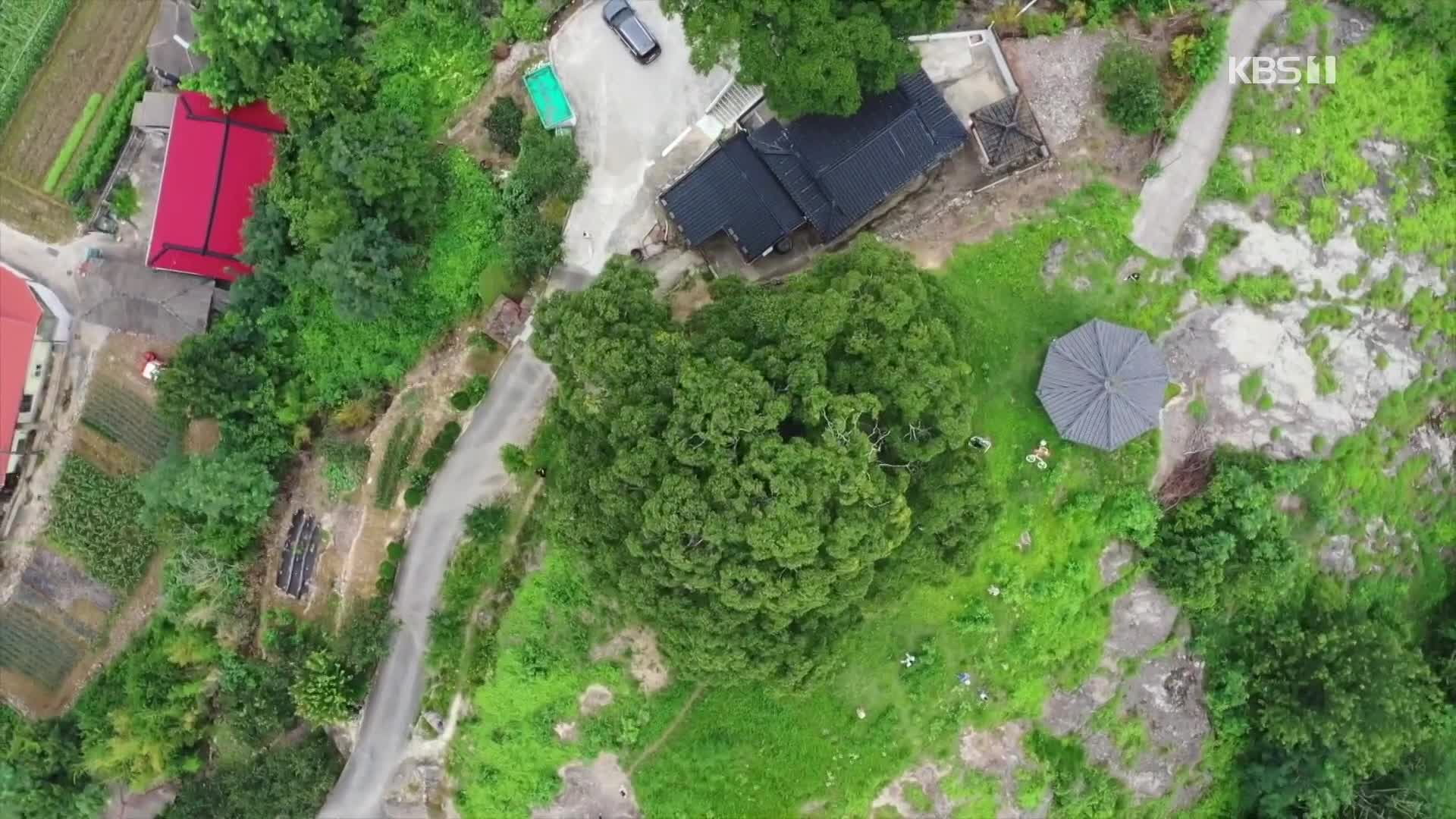 [크랩] 문화재청이 ‘우영우’에 나온 나무를 천연기념물로 지정하려는 진짜 이유