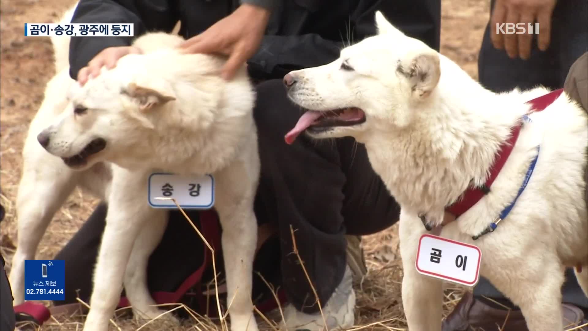 풍산개 ‘곰이·송강’…광주에 새 보금자리