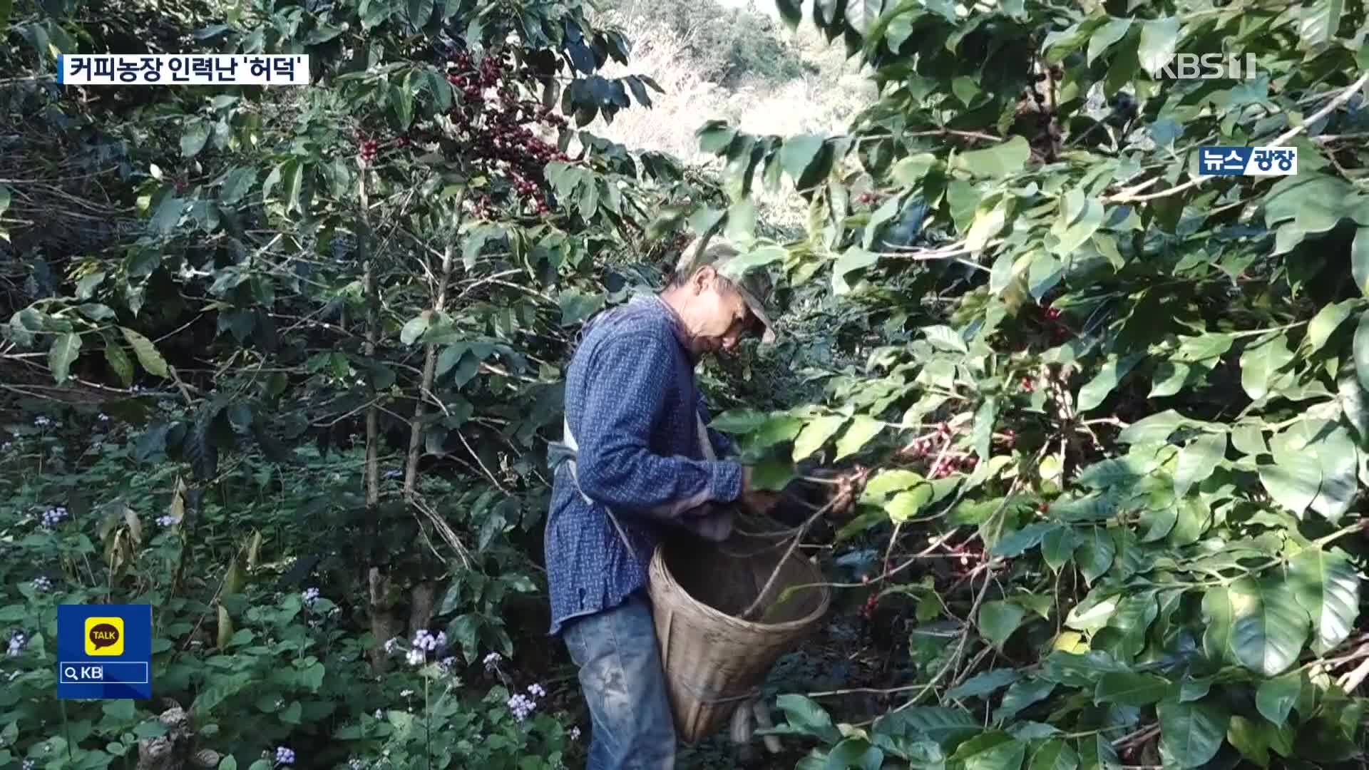 “농촌 인력 유출 때문에”…中, 커피 수확철에 인력난