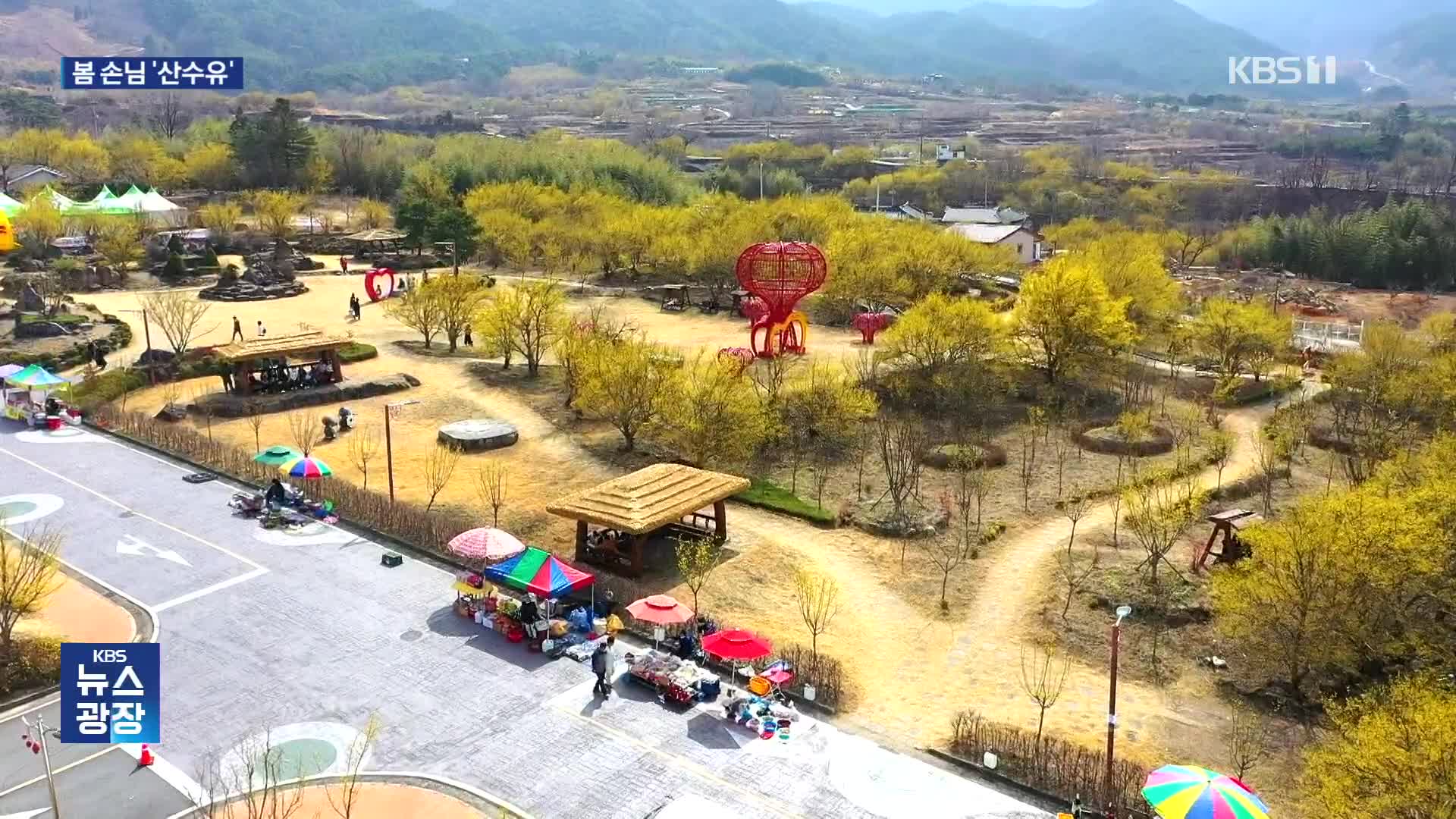 남녘 산수유 꽃 활짝…4년 만에 축제 재개