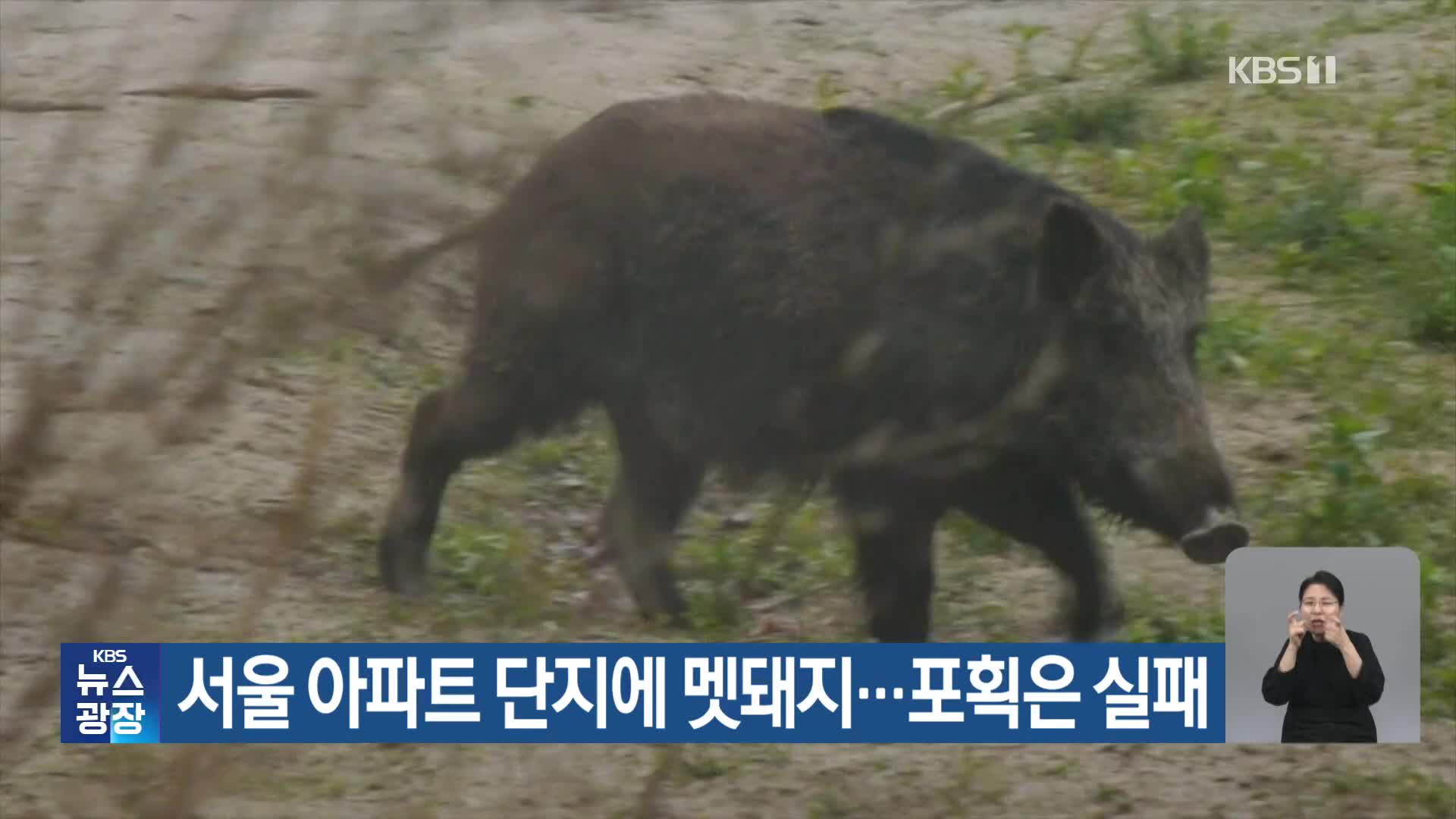 서울 아파트 단지에 멧돼지…포획은 실패