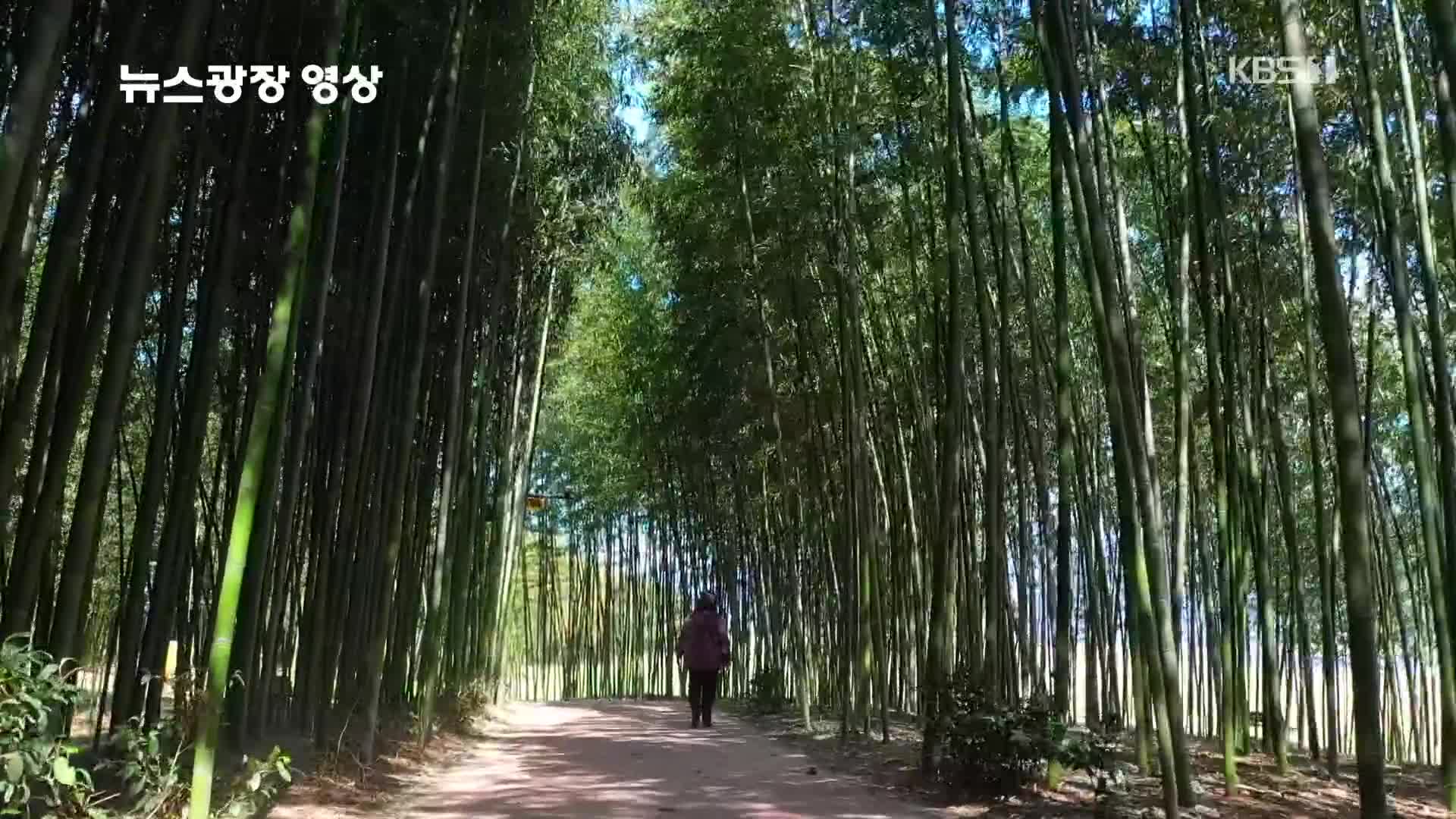 [뉴스광장 영상] 섬진강변 대나무 숲길