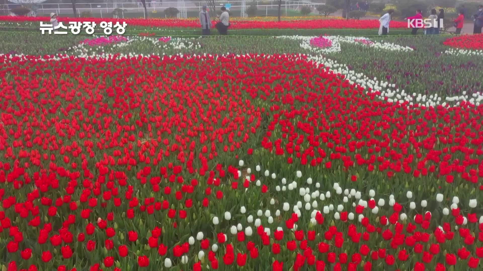 [뉴스광장 영상] 안면도 튤립 축제