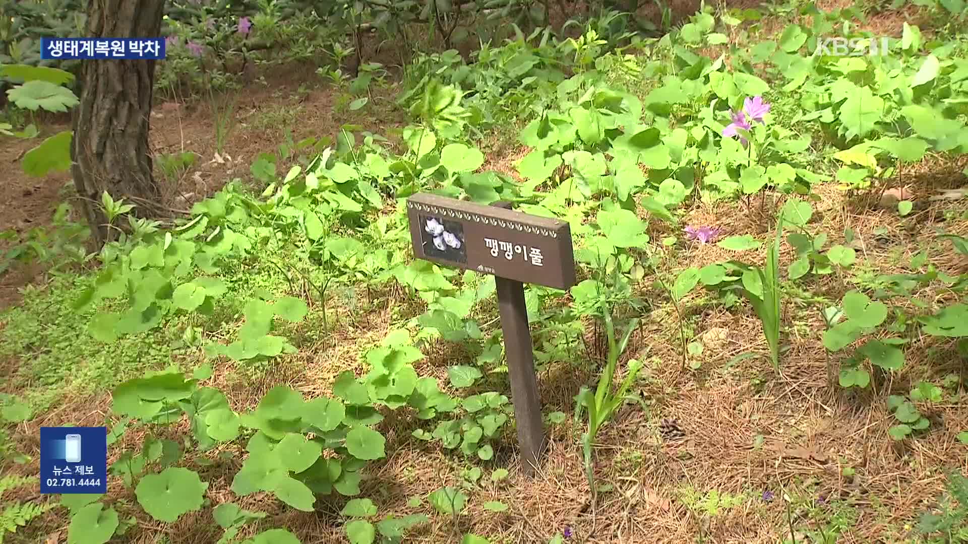 청양에 싹 틔운 멸종위기식물들…“개체 보존 박차”