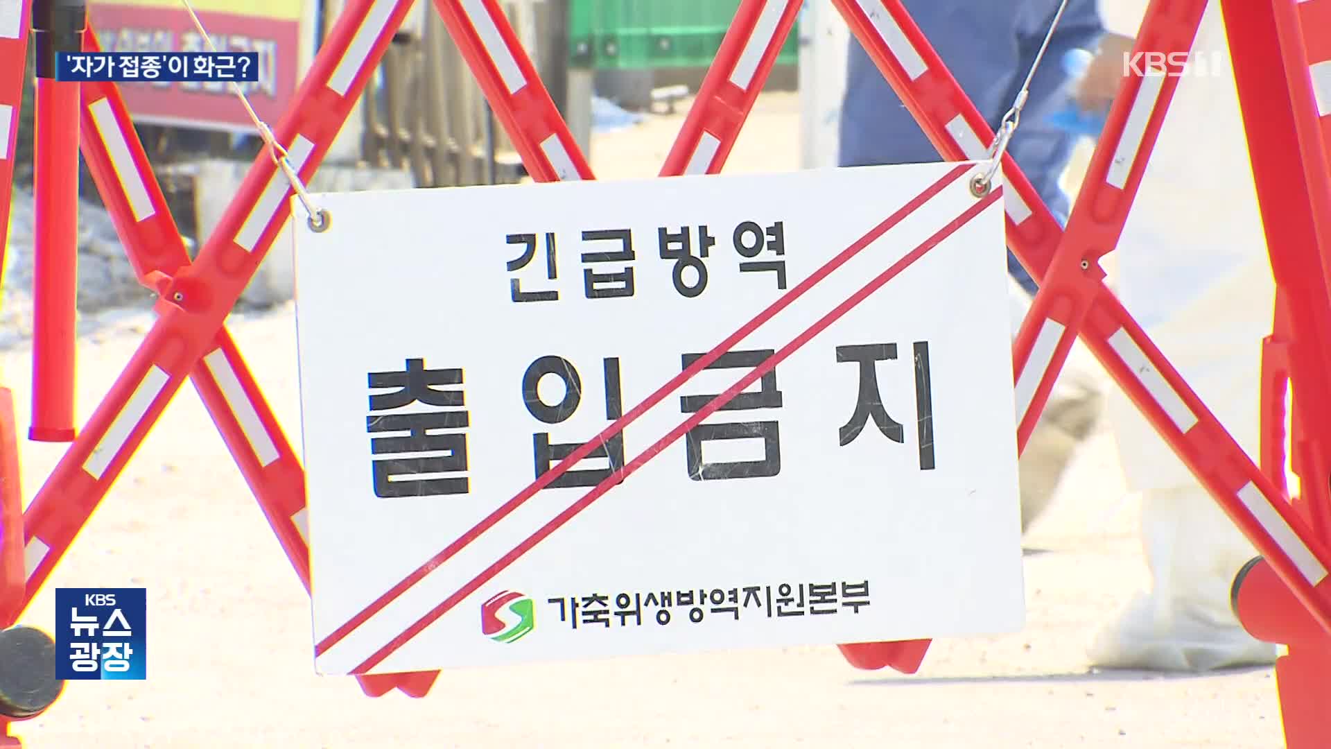 구제역, 큰 농장에 몰렸다…‘자가 접종’ 화근됐나