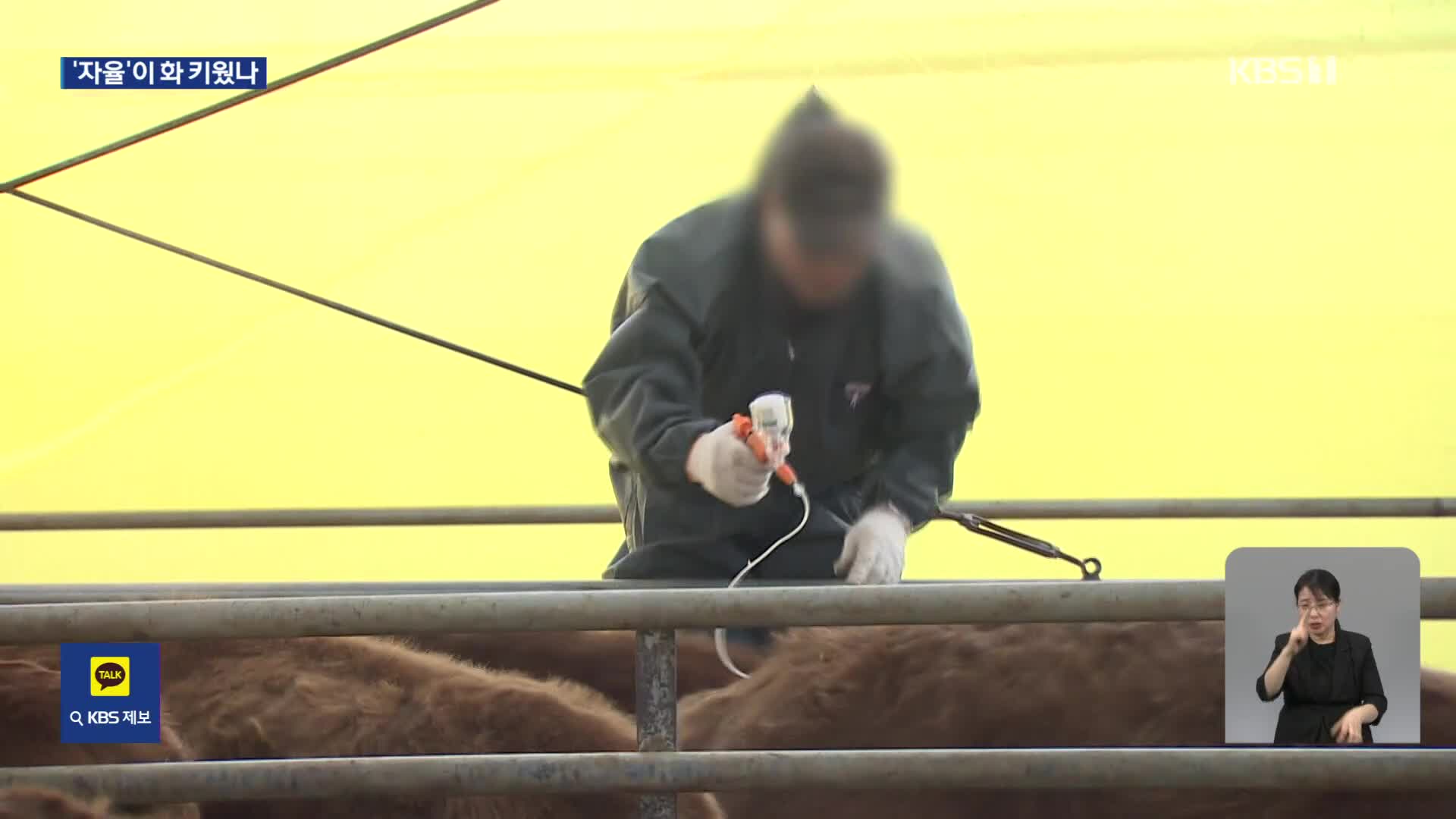 추가 발병 농가도 ‘자가 접종’…“10만여 두 백신 안 맞아”