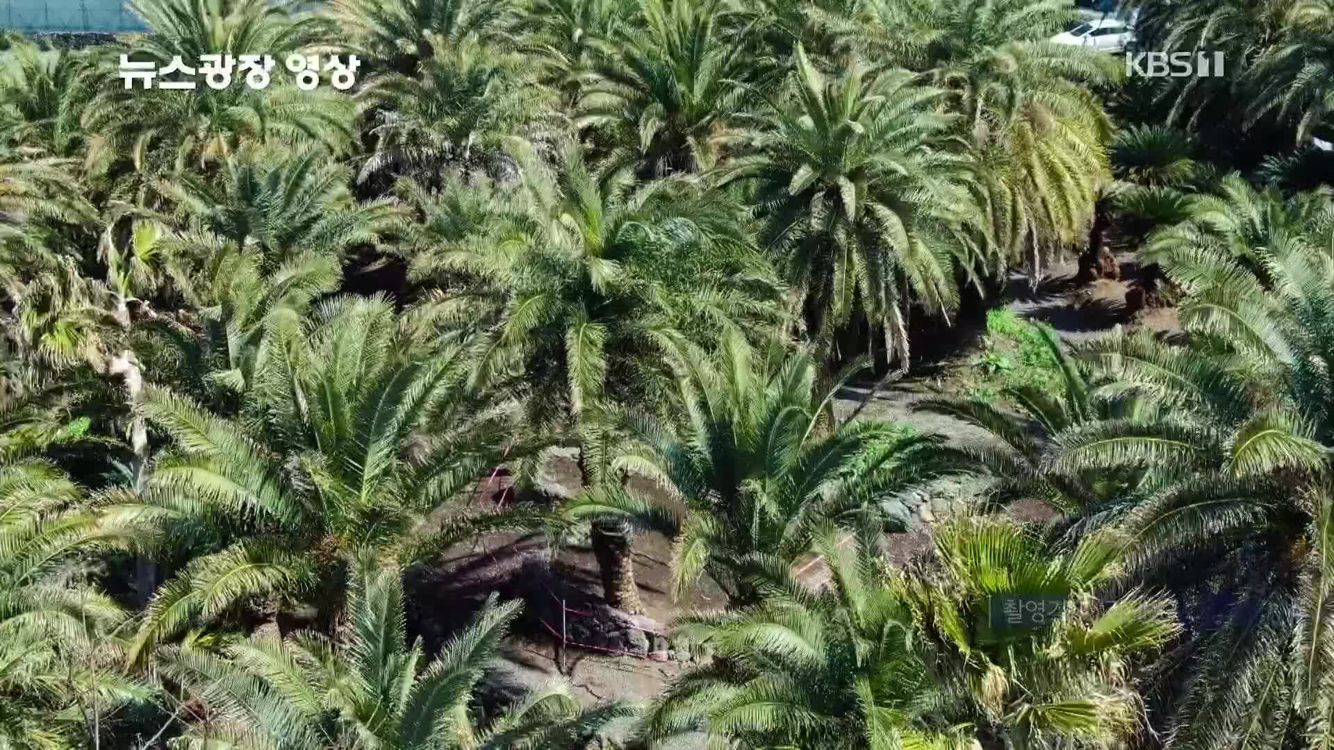 [뉴스광장 영상] 상가리야자숲