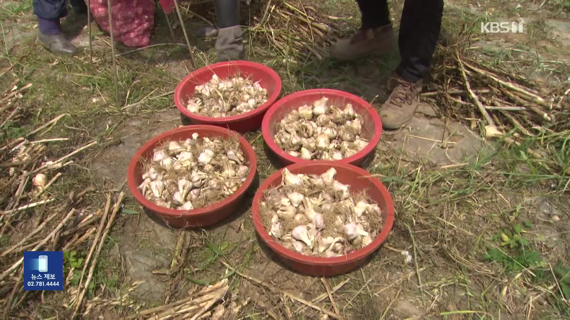 마늘값에 속 타는 농민들…농작물 절도 기승