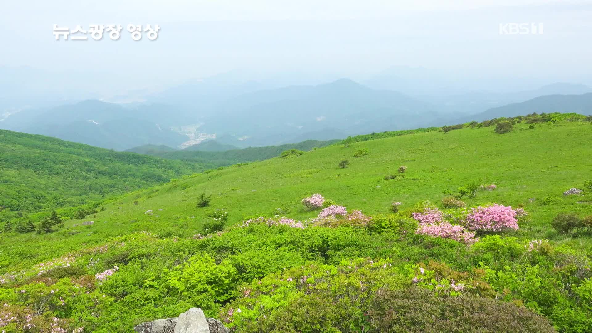 [뉴스광장 영상] 소백산 철쭉